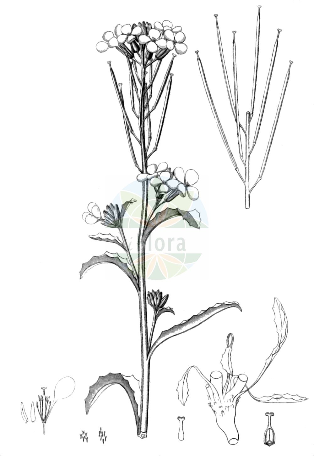 Historische Abbildung von Erysimum sylvestre. Das Bild zeigt Blatt, Bluete, Frucht und Same. ---- Historical Drawing of Erysimum sylvestre. The image is showing leaf, flower, fruit and seed.(Erysimum sylvestre,Cheiranthus sylvestris,Erysimum cheiranthus,Erysimum sylvestre,Erysimum,Schöterich,Wallflower,Brassicaceae,Kreuzblütler,Cabbage family,Blatt,Bluete,Frucht,Same,leaf,flower,fruit,seed,Reichenbach (1823-1832))