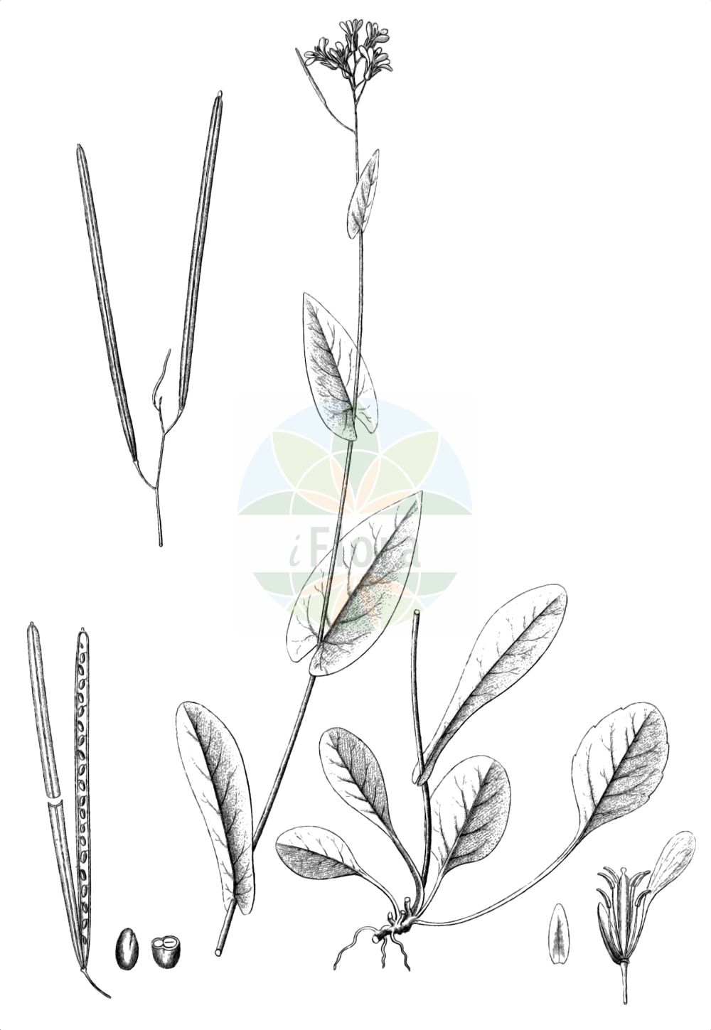 Historische Abbildung von Fourraea alpina (Armblütige Gänsekresse - Alpine Rockcress). Das Bild zeigt Blatt, Bluete, Frucht und Same. ---- Historical Drawing of Fourraea alpina (Armblütige Gänsekresse - Alpine Rockcress). The image is showing leaf, flower, fruit and seed.(Fourraea alpina,Armblütige Gänsekresse,Alpine Rockcress,Arabis brassica,Arabis brassicaeformis,Arabis brassiciformis,Arabis pauciflora,Fourraea alpina,Turritis brassica,Turritis pauciflora,Armbluetige Gaensekresse,Alpine Rockcress,Fourraea,Gänsekresse,Brassicaceae,Kreuzblütler,Cabbage family,Blatt,Bluete,Frucht,Same,leaf,flower,fruit,seed,Reichenbach (1823-1832))
