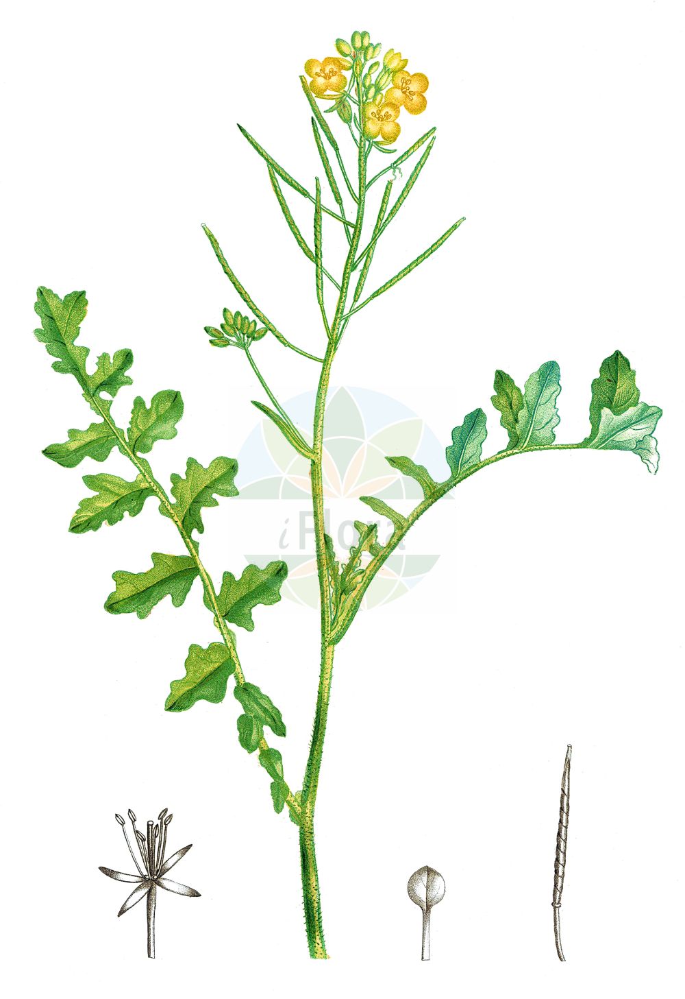 Historische Abbildung von Erucastrum nasturtiifolium (Stumpfkantige Hundsrauke - Watercress-leaved Rocket). Das Bild zeigt Blatt, Bluete, Frucht und Same. ---- Historical Drawing of Erucastrum nasturtiifolium (Stumpfkantige Hundsrauke - Watercress-leaved Rocket). The image is showing leaf, flower, fruit and seed.(Erucastrum nasturtiifolium,Stumpfkantige Hundsrauke,Watercress-leaved Rocket,Brassica erucastrum,Brassica nasturtiifolia,Brassica nasturtiifolium,Brassica obtusangula,Erucastrum nasturtiifolium,Erucastrum obtusangulum,Hirschfeldia obtusangula,Sinapis nasturtiifolia,Sinapis subbipinnatifida,Stumpfkantige Hundsrauke,Watercress-leaved Rocket,Erucastrum,Hundsrauke,Dogmustard,Brassicaceae,Kreuzblütler,Cabbage family,Blatt,Bluete,Frucht,Same,leaf,flower,fruit,seed,de Saint-Hilaire (1828-1833))