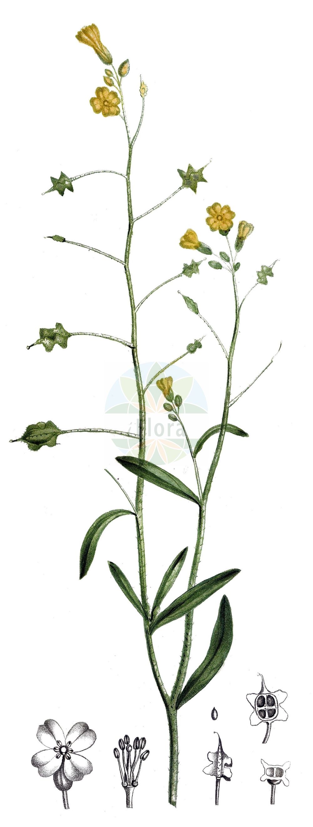 Historische Abbildung von Bunias erucago. Das Bild zeigt Blatt, Bluete, Frucht und Same. ---- Historical Drawing of Bunias erucago. The image is showing leaf, flower, fruit and seed.(Bunias erucago,Bunias arvensis,Bunias aspera,Bunias brachyptera,Bunias erucago,Bunias macroptera,Bunias tricornis,Bunias,Zackenschötchen,Warty-cabbage,Brassicaceae,Kreuzblütler,Cabbage family,Blatt,Bluete,Frucht,Same,leaf,flower,fruit,seed,de Saint-Hilaire (1828-1833))