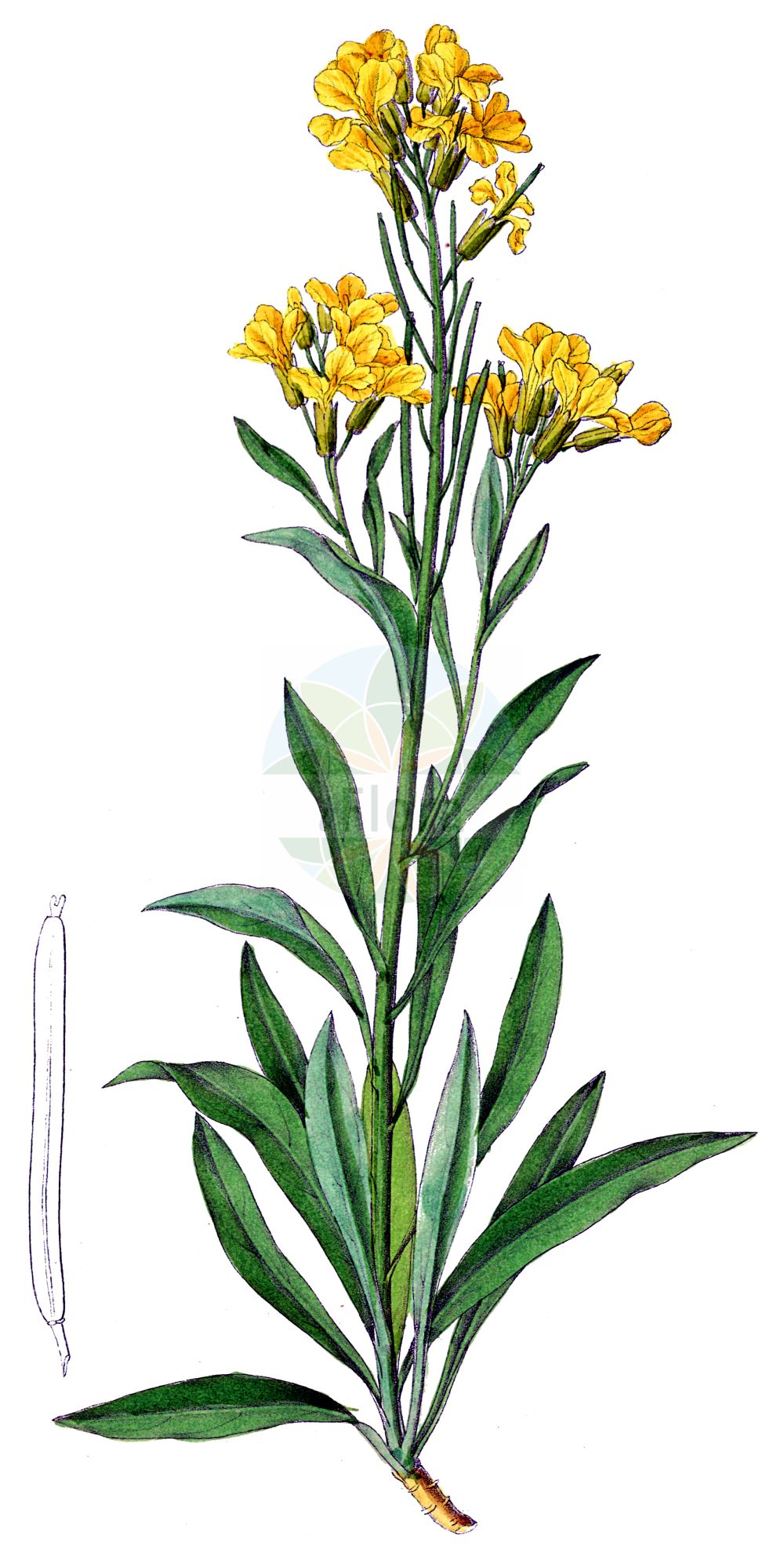 Historische Abbildung von Erysimum cheiri (Goldlack - Wallflower). Das Bild zeigt Blatt, Bluete, Frucht und Same. ---- Historical Drawing of Erysimum cheiri (Goldlack - Wallflower). The image is showing leaf, flower, fruit and seed.(Erysimum cheiri,Goldlack,Wallflower,Cheiranthus cheiri,Cheiranthus murale,Cheiri murale,Erysimum bocconi,Erysimum cheiri,Erysimum elatum,Erysimum helveticum,Erysimum murale,Erysimum pseudocheiri,Erysimum rhaeticum,Erysimum suffruticosum,Goldlack,Wallflower,Aegean Wallflower,Erysimum,Schöterich,Wallflower,Brassicaceae,Kreuzblütler,Cabbage family,Blatt,Bluete,Frucht,Same,leaf,flower,fruit,seed,Dietrich (1833-1844))