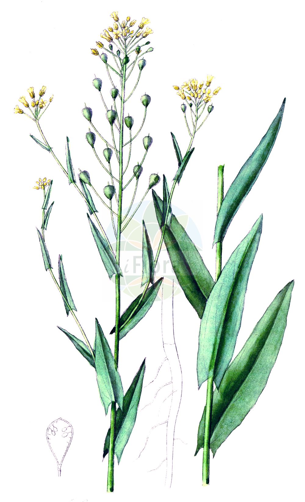 Historische Abbildung von Camelina sativa (Saat-Leindotter - Gold-of-Pleasure). Das Bild zeigt Blatt, Bluete, Frucht und Same. ---- Historical Drawing of Camelina sativa (Saat-Leindotter - Gold-of-Pleasure). The image is showing leaf, flower, fruit and seed.(Camelina sativa,Saat-Leindotter,Gold-of-Pleasure,Camelina caucasica,Camelina glabrata,Camelina sativa,Camelina sativa (L.) Crantz,Myagrum sativum,Saat-Leindotter,Saat-Leindotter,Gold-of-Pleasure,Large-seed False Flax,Camelina,Leindotter,False Flax,Brassicaceae,Kreuzblütler,Cabbage family,Blatt,Bluete,Frucht,Same,leaf,flower,fruit,seed,Dietrich (1833-1844))