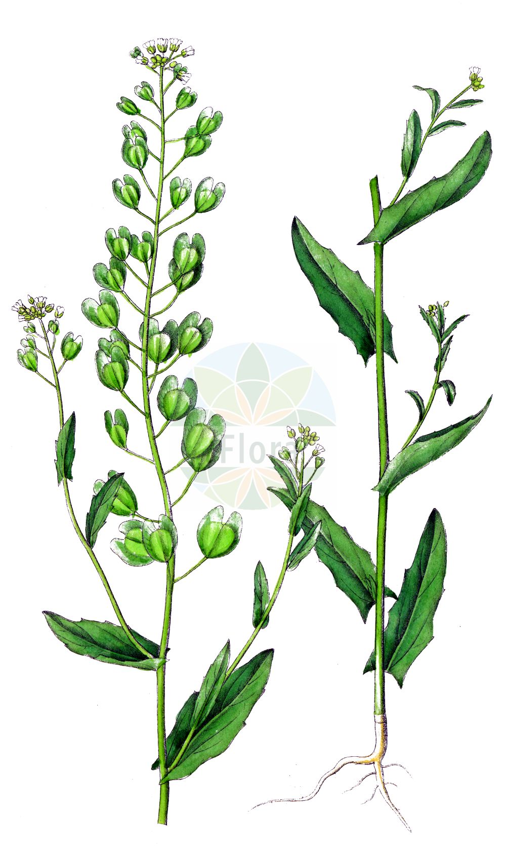 Historische Abbildung von Thlaspi arvense (Acker-Hellerkraut - Field Penny-cress). Das Bild zeigt Blatt, Bluete, Frucht und Same. ---- Historical Drawing of Thlaspi arvense (Acker-Hellerkraut - Field Penny-cress). The image is showing leaf, flower, fruit and seed.(Thlaspi arvense,Acker-Hellerkraut,Field Penny-cress,Thlaspi arvense,Thlaspi arvense L. subsp.,Acker-Hellerkraut,Field Penny-cress,Fanweed,French Weed,Thlaspi,Hellerkraut,Pennycress,Brassicaceae,Kreuzblütler,Cabbage family,Blatt,Bluete,Frucht,Same,leaf,flower,fruit,seed,Dietrich (1833-1844))