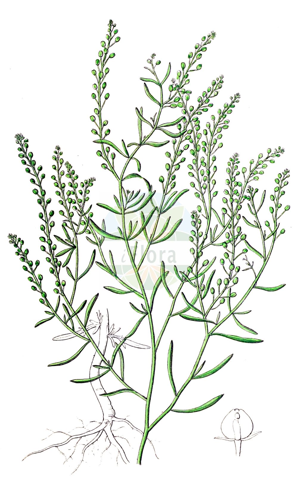 Historische Abbildung von Lepidium ruderale (Schutt-Kresse - Narrow-leaved Pepperwort). Das Bild zeigt Blatt, Bluete, Frucht und Same. ---- Historical Drawing of Lepidium ruderale (Schutt-Kresse - Narrow-leaved Pepperwort). The image is showing leaf, flower, fruit and seed.(Lepidium ruderale,Schutt-Kresse,Narrow-leaved Pepperwort,Lepidium ambiguum,Lepidium ruderale,Schutt-Kresse,Weg-Kresse,Narrow-leaved Pepperwort,Narrow-leaf Pepperweed,Roadside Pepperweed,Narrow-leaved Cress,Peppercress,Rubbish Pepperwort,Lepidium,Kresse,Pepperweed,Brassicaceae,Kreuzblütler,Cabbage family,Blatt,Bluete,Frucht,Same,leaf,flower,fruit,seed,Dietrich (1833-1844))