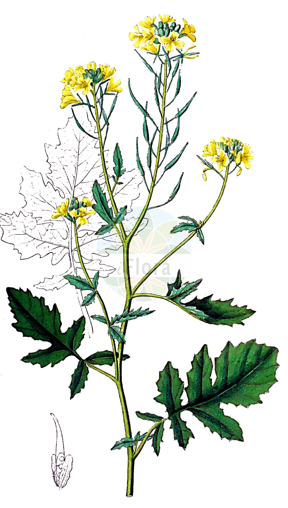 Historische Abbildung von Sinapis alba (Gelber Senf - White Mustard). Das Bild zeigt Blatt, Bluete, Frucht und Same. ---- Historical Drawing of Sinapis alba (Gelber Senf - White Mustard). The image is showing leaf, flower, fruit and seed.(Sinapis alba,Gelber Senf,White Mustard,Leucosinapis alba,Sinapis alba var.,Sinapis alba,Gelber Senf,Weisser Senf,White Mustard,Sinapis,Senf,Mustard,Brassicaceae,Kreuzblütler,Cabbage family,Blatt,Bluete,Frucht,Same,leaf,flower,fruit,seed,Dietrich (1833-1844))