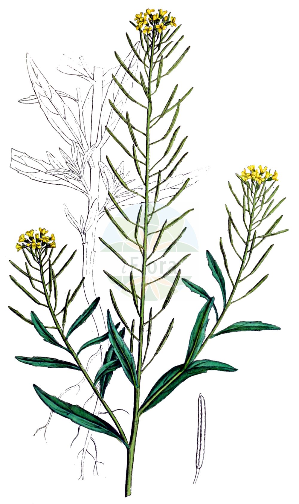 Historische Abbildung von Erysimum cheiranthoides (Acker-Schöterich - Treacle-mustard). Das Bild zeigt Blatt, Bluete, Frucht und Same. ---- Historical Drawing of Erysimum cheiranthoides (Acker-Schöterich - Treacle-mustard). The image is showing leaf, flower, fruit and seed.(Erysimum cheiranthoides,Acker-Schöterich,Treacle-mustard,Erysimum cheiranthoides,Acker-Schoeterich,Acker-Schotendotter,Treacle-mustard,Wormseed Wallflower,Wallflower Mustard,Wormseed Mustard,Erysimum,Schöterich,Wallflower,Brassicaceae,Kreuzblütler,Cabbage family,Blatt,Bluete,Frucht,Same,leaf,flower,fruit,seed,Dietrich (1833-1844))