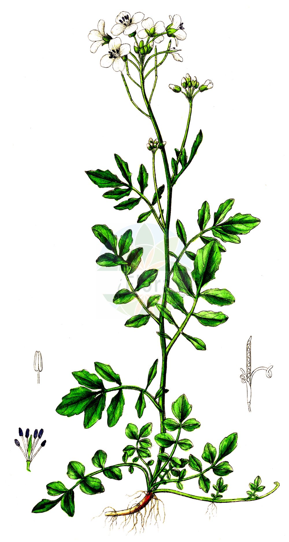 Historische Abbildung von Cardamine amara (Bitteres Schaumkraut - Large Bitter-cress). Das Bild zeigt Blatt, Bluete, Frucht und Same. ---- Historical Drawing of Cardamine amara (Bitteres Schaumkraut - Large Bitter-cress). The image is showing leaf, flower, fruit and seed.(Cardamine amara,Bitteres Schaumkraut,Large Bitter-cress,Cardamine amara,Bitteres Schaumkraut,Bittere Kresse,Large Bitter-cress,Common Bittercress,Large-flowered Bittercress,Cardamine,Schaumkraut,Bittercress,Brassicaceae,Kreuzblütler,Cabbage family,Blatt,Bluete,Frucht,Same,leaf,flower,fruit,seed,Dietrich (1833-1844))