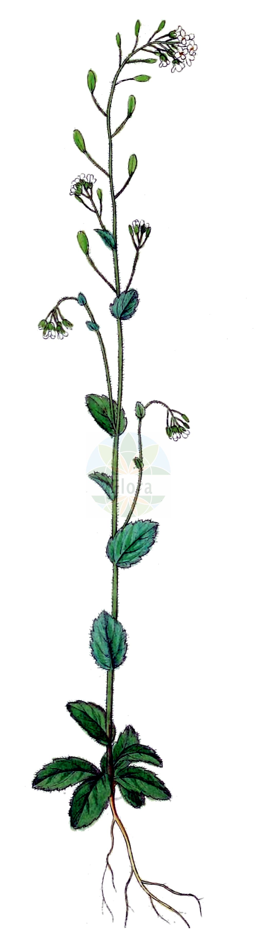 Historische Abbildung von Drabella muralis (Mauer-Felsenblümchen - Wall Whitlowgrass). Das Bild zeigt Blatt, Bluete, Frucht und Same. ---- Historical Drawing of Drabella muralis (Mauer-Felsenblümchen - Wall Whitlowgrass). The image is showing leaf, flower, fruit and seed.(Drabella muralis,Mauer-Felsenblümchen,Wall Whitlowgrass,Draba muralis,Draba ramosa,Drabella columnae,Drabella muralis,Mauer-Felsenbluemchen,Mauer-Hungerbluemchen,Wall Whitlowgrass,Drabella,Brassicaceae,Kreuzblütler,Cabbage family,Blatt,Bluete,Frucht,Same,leaf,flower,fruit,seed,Dietrich (1833-1844))