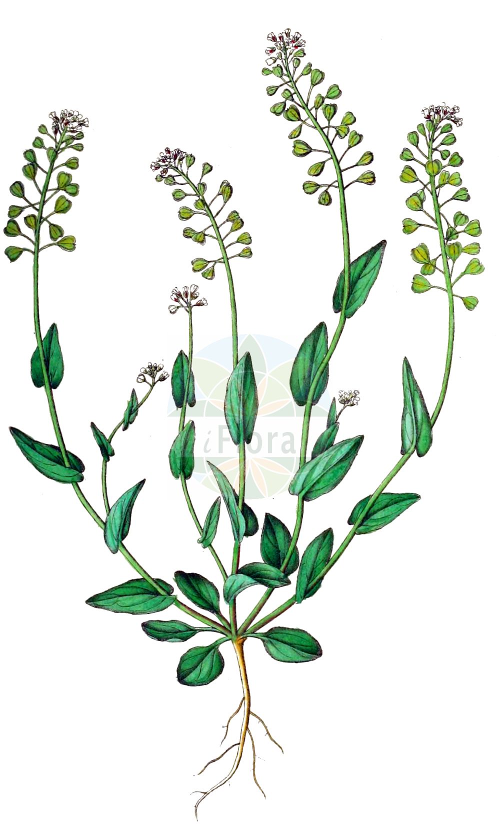 Historische Abbildung von Microthlaspi perfoliatum (Stängelumfassendes Hellerkraut - Perfoliate Penny-cress). Das Bild zeigt Blatt, Bluete, Frucht und Same. ---- Historical Drawing of Microthlaspi perfoliatum (Stängelumfassendes Hellerkraut - Perfoliate Penny-cress). The image is showing leaf, flower, fruit and seed.(Microthlaspi perfoliatum,Stängelumfassendes Hellerkraut,Perfoliate Penny-cress,Microthlaspi perfoliatum,Thlaspi erraticum,Thlaspi neglectum,Thlaspi perfoliatum,Thlaspi rotundifolium,Thlaspi tineoi,Staengelumfassendes Hellerkraut,Stengelumfassendes Hellerkraut,Perfoliate Penny-cress,Cotswold Pennycress,Claspleaf Pennycress,Thoroughwort Pennycress,Microthlaspi,Hellerkraut,Brassicaceae,Kreuzblütler,Cabbage family,Blatt,Bluete,Frucht,Same,leaf,flower,fruit,seed,Dietrich (1833-1844))