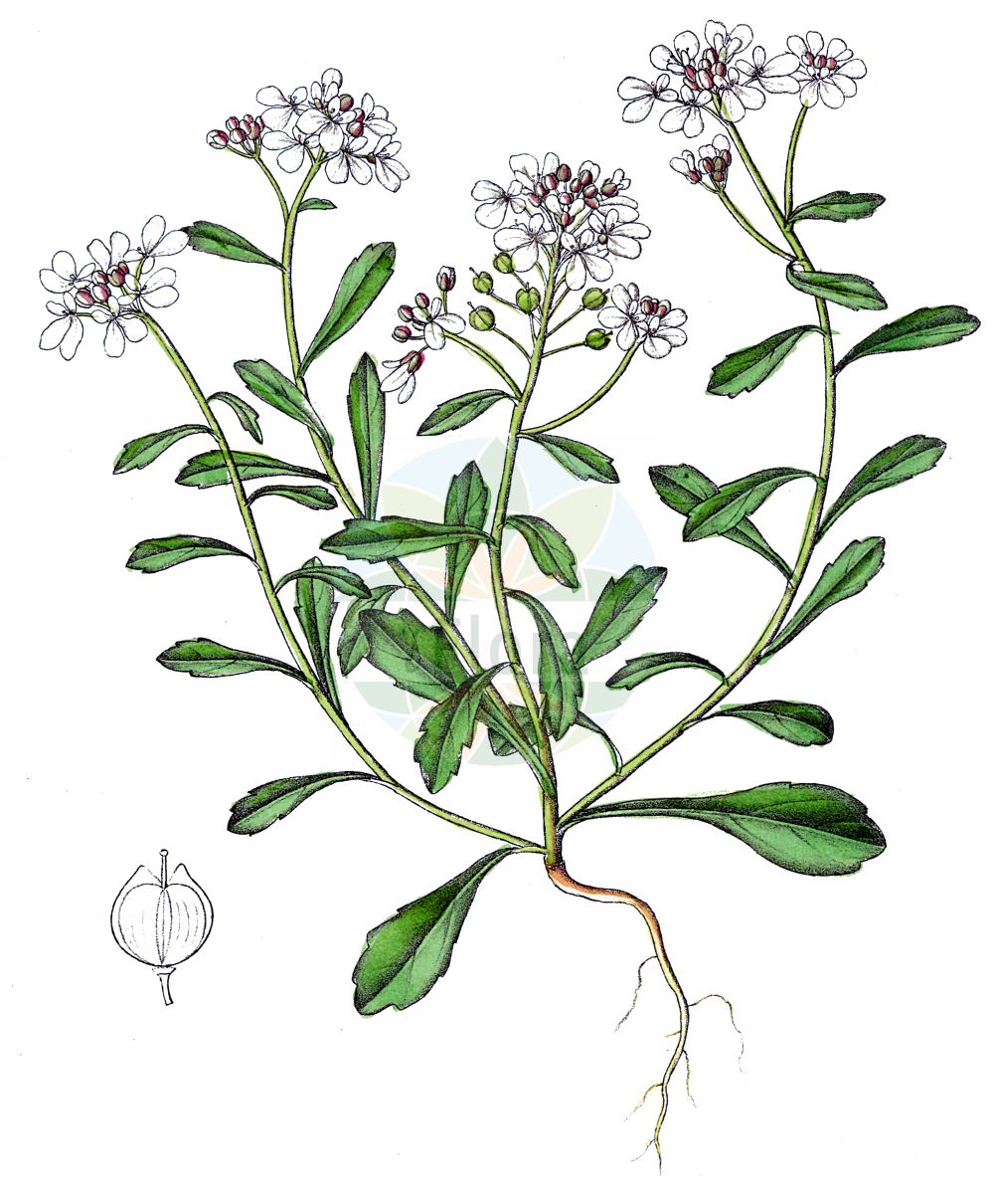 Historische Abbildung von Iberis amara (Bittere Schleifenblume - Wild Candytuft). Das Bild zeigt Blatt, Bluete, Frucht und Same. ---- Historical Drawing of Iberis amara (Bittere Schleifenblume - Wild Candytuft). The image is showing leaf, flower, fruit and seed.(Iberis amara,Bittere Schleifenblume,Wild Candytuft,Iberis affinis,Iberis amara,Iberis amara L. subsp.,Iberis ceratophylla,Iberis coronaria,Iberis crenata,Iberis forestieri,Iberis pinetorum,Bittere Schleifenblume,Wild Candytuft,Annual Candytuft,Iberis,Schleifenblume,Candytuft,Brassicaceae,Kreuzblütler,Cabbage family,Blatt,Bluete,Frucht,Same,leaf,flower,fruit,seed,Dietrich (1833-1844))