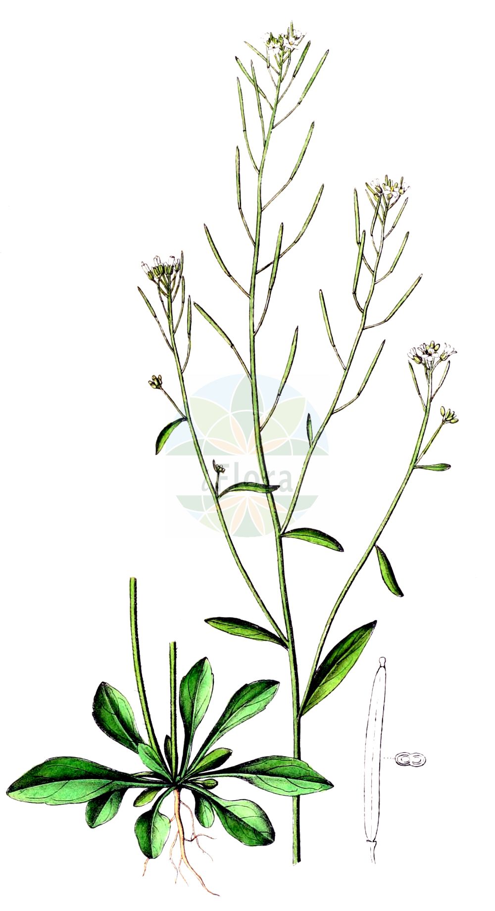 Historische Abbildung von Arabidopsis thaliana (Acker-Schmalwand - Thale Cress). Das Bild zeigt Blatt, Bluete, Frucht und Same. ---- Historical Drawing of Arabidopsis thaliana (Acker-Schmalwand - Thale Cress). The image is showing leaf, flower, fruit and seed.(Arabidopsis thaliana,Acker-Schmalwand,Thale Cress,Arabidopsis thaliana,Arabis thaliana,Sisymbrium thalianum,Stenophragma thalianum,Acker-Schmalwand,Thale Cress,Common Wallcress,Mouse-ear Cress,Arabidopsis,Schmalwand,Rockcress,Brassicaceae,Kreuzblütler,Cabbage family,Blatt,Bluete,Frucht,Same,leaf,flower,fruit,seed,Dietrich (1833-1844))
