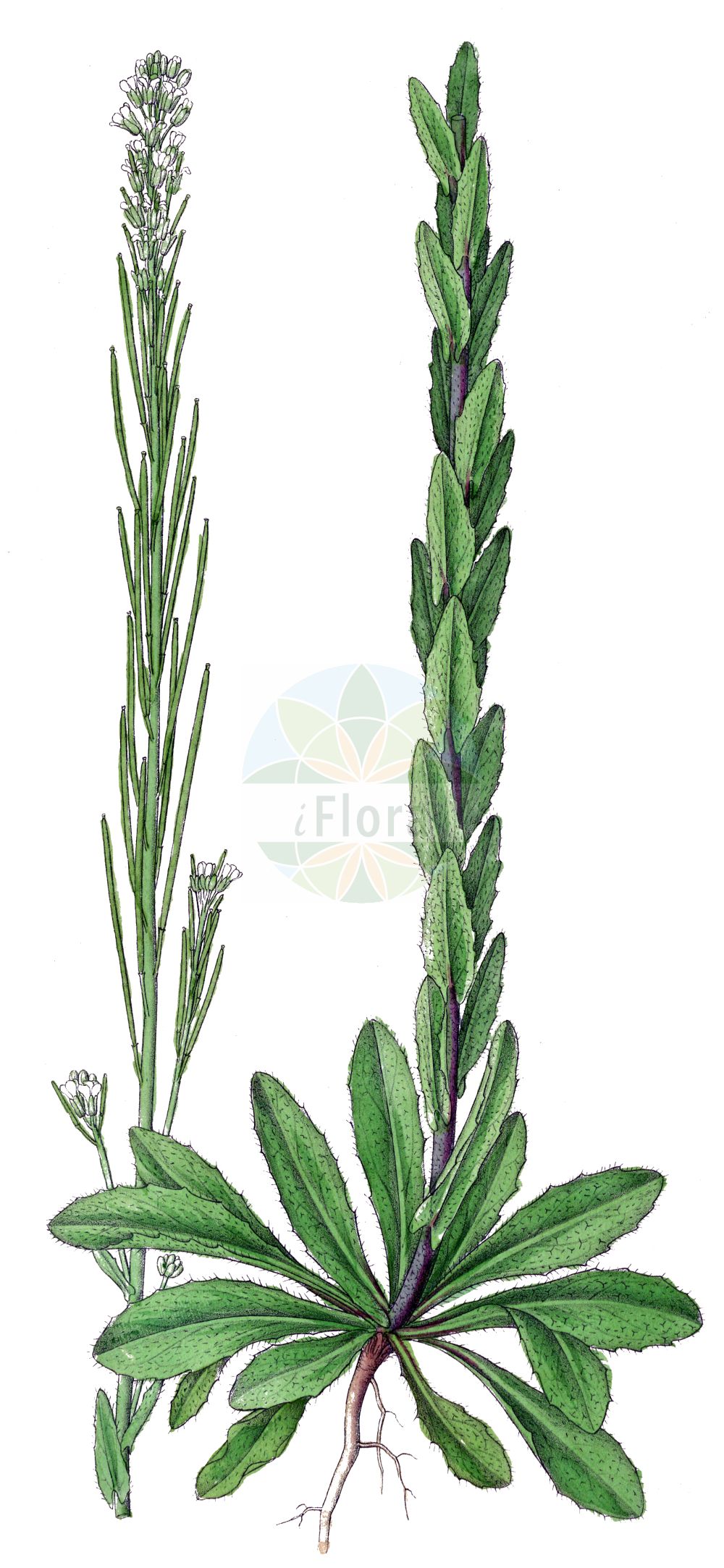 Historische Abbildung von Arabis hirsuta (Behaarte Gänsekresse - Hairy Rock-cress). Das Bild zeigt Blatt, Bluete, Frucht und Same. ---- Historical Drawing of Arabis hirsuta (Behaarte Gänsekresse - Hairy Rock-cress). The image is showing leaf, flower, fruit and seed.(Arabis hirsuta,Behaarte Gänsekresse,Hairy Rock-cress,Arabis brownii,Arabis ciliata,Arabis hirsuta,Arabis hirsuta (L.) Scop.,Arabis ovata,Turritis hirsuta,Behaarte Gaensekresse,Behaarte Gaensekresse,Hairy Rock-cress,Arabis,Gänsekresse,Rockcress,Brassicaceae,Kreuzblütler,Cabbage family,Blatt,Bluete,Frucht,Same,leaf,flower,fruit,seed,Dietrich (1833-1844))