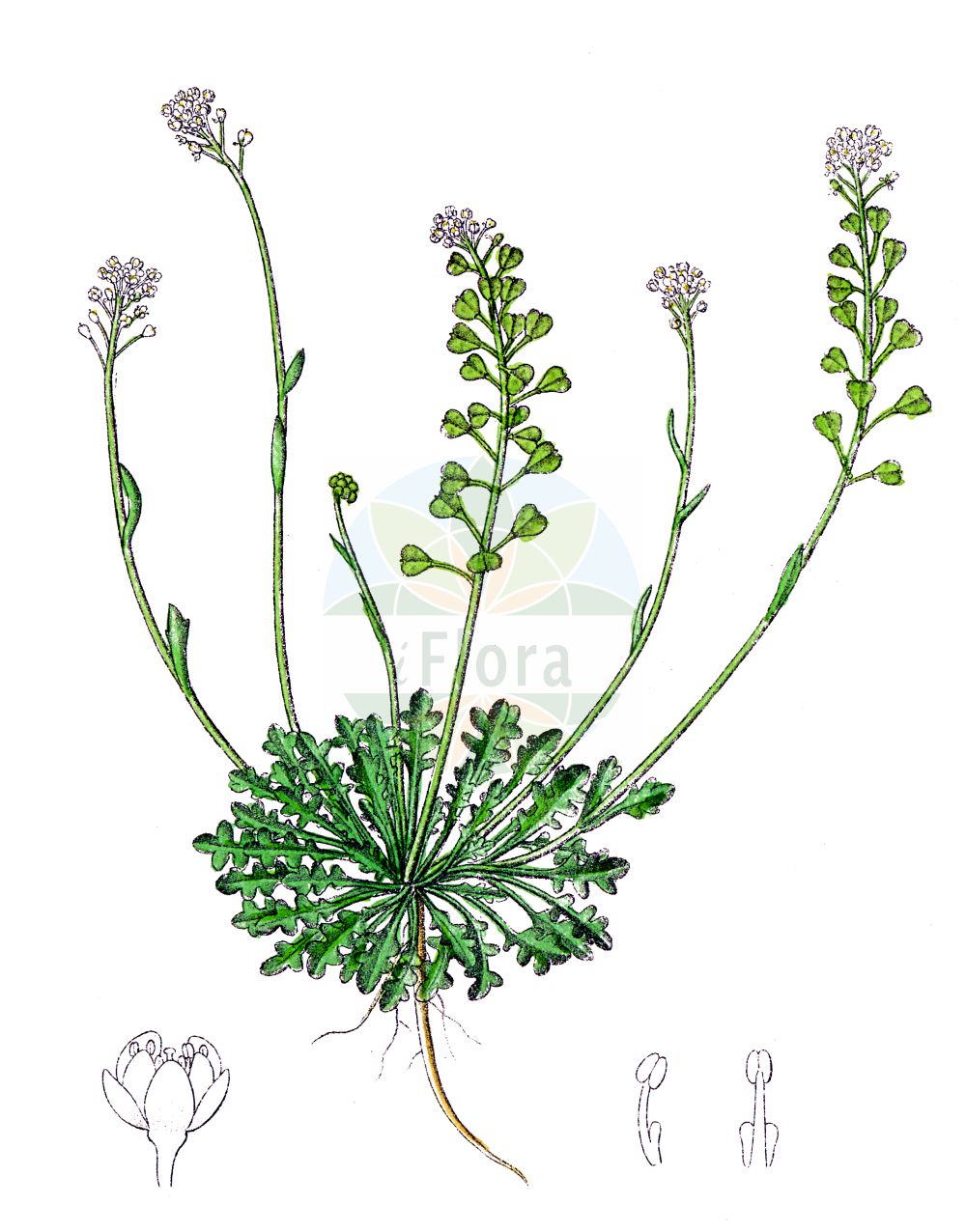 Historische Abbildung von Teesdalia nudicaulis (Nacktstängeliger Bauernsenf - Shepherd's Cress). Das Bild zeigt Blatt, Bluete, Frucht und Same. ---- Historical Drawing of Teesdalia nudicaulis (Nacktstängeliger Bauernsenf - Shepherd's Cress). The image is showing leaf, flower, fruit and seed.(Teesdalia nudicaulis,Nacktstängeliger Bauernsenf,Shepherd's Cress,Iberis nudicaulis,Teesdalia nudicaulis,Teesdalia nudicaulis (L.) R.,Nacktstaengeliger Bauernsenf,Bauernsenf,Kahler Bauernsenf,Rahle,Teesdalie,Shepherd's Cress,Barestem Teesdalia,Teesdalia,Bauernsenf,Brassicaceae,Kreuzblütler,Cabbage family,Blatt,Bluete,Frucht,Same,leaf,flower,fruit,seed,Dietrich (1833-1844))
