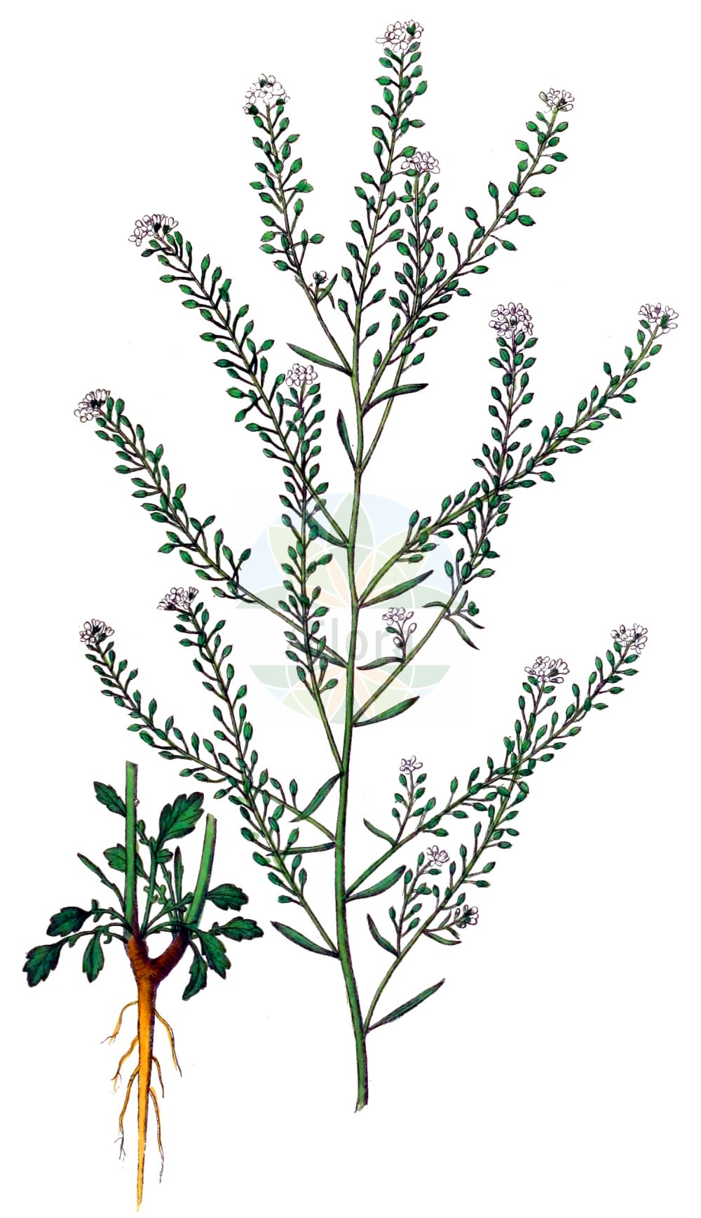 Historische Abbildung von Lepidium graminifolium (Grasblättrige Kresse - Tall Pepperwort). Das Bild zeigt Blatt, Bluete, Frucht und Same. ---- Historical Drawing of Lepidium graminifolium (Grasblättrige Kresse - Tall Pepperwort). The image is showing leaf, flower, fruit and seed.(Lepidium graminifolium,Grasblättrige Kresse,Tall Pepperwort,Lepidium graminifolium,Lepidium graminifolium L. subsp.,Lepidium iberis,Lepidium suffruticosum,Grasblaettrige Kresse,Tall Pepperwort,Grass-leaved Pepperwort,Grassleaf Pepperweed,Lepidium,Kresse,Pepperweed,Brassicaceae,Kreuzblütler,Cabbage family,Blatt,Bluete,Frucht,Same,leaf,flower,fruit,seed,Dietrich (1833-1844))