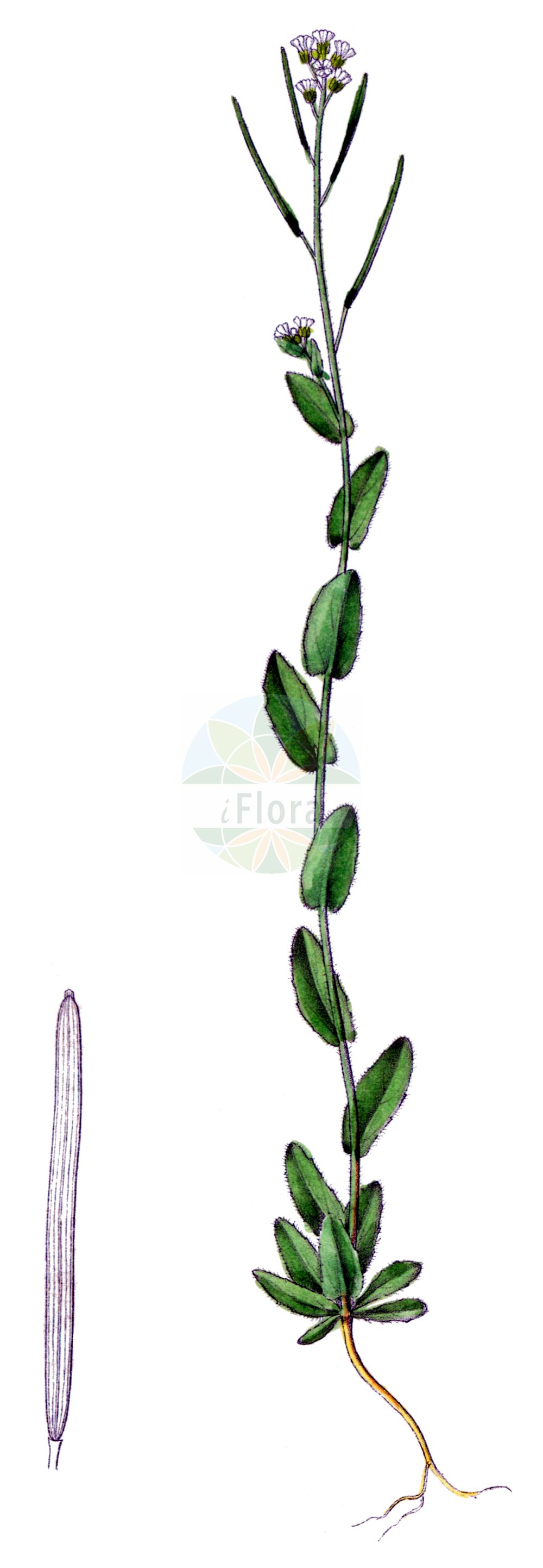 Historische Abbildung von Arabis nova. Das Bild zeigt Blatt, Bluete, Frucht und Same. ---- Historical Drawing of Arabis nova. The image is showing leaf, flower, fruit and seed.(Arabis nova,Arabis nova,Arabis reverchonii,Arabis saxatilis,Arabis,Gänsekresse,Rockcress,Brassicaceae,Kreuzblütler,Cabbage family,Blatt,Bluete,Frucht,Same,leaf,flower,fruit,seed,Dietrich (1833-1844))