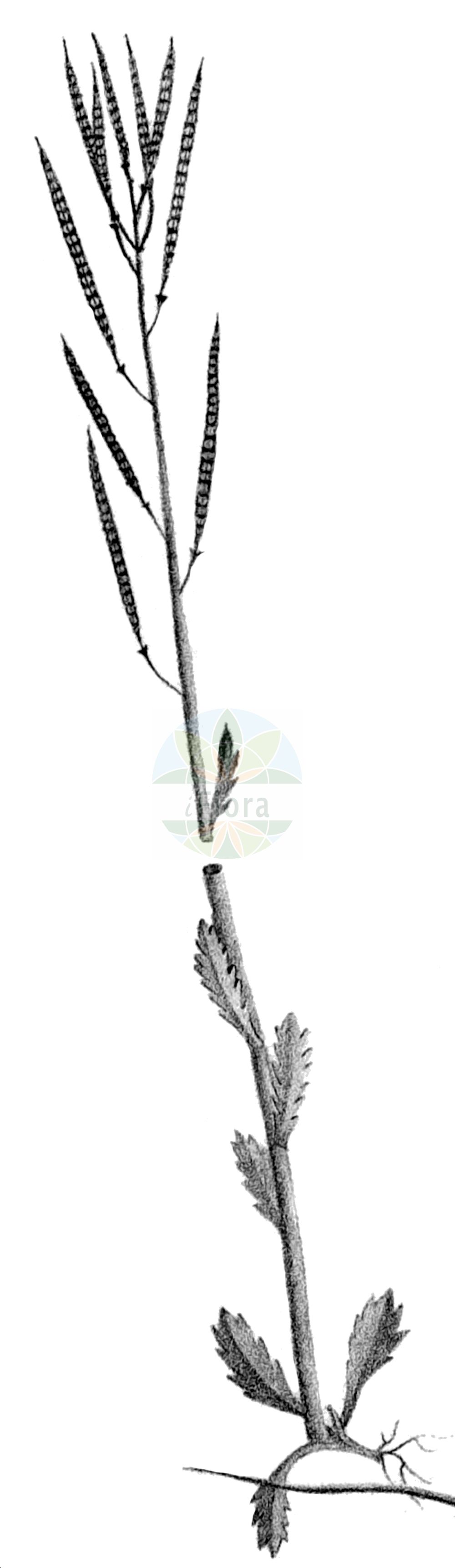 Historische Abbildung von Arabis sudetica. Das Bild zeigt Blatt, Bluete, Frucht und Same. ---- Historical Drawing of Arabis sudetica. The image is showing leaf, flower, fruit and seed.(Arabis sudetica,Arabis abietina,Arabis bosniaca,Arabis constricta,Arabis sudetica,Arabis,Gänsekresse,Rockcress,Brassicaceae,Kreuzblütler,Cabbage family,Blatt,Bluete,Frucht,Same,leaf,flower,fruit,seed,Colla (1835-1837))