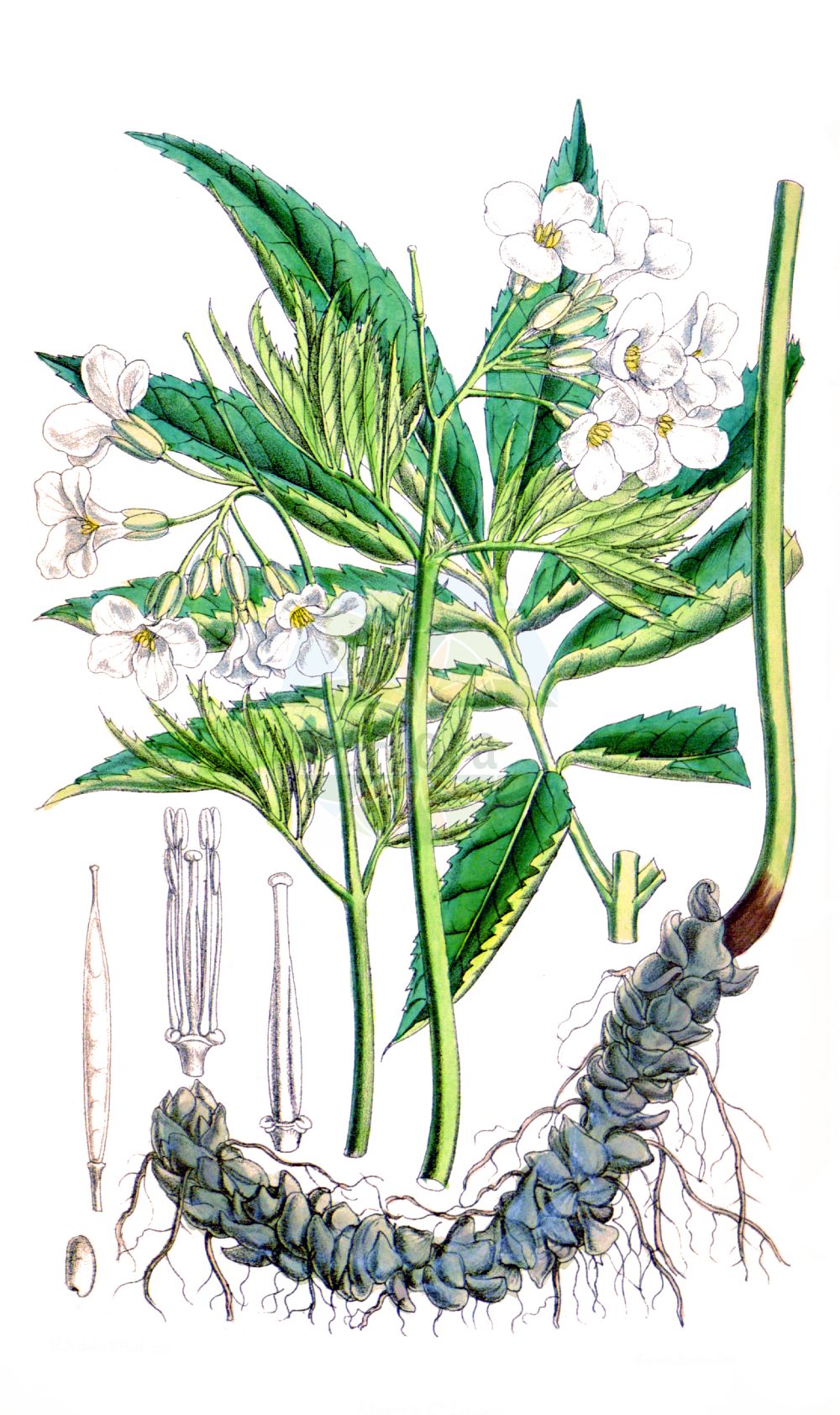 Historische Abbildung von Cardamine kitaibelii. Das Bild zeigt Blatt, Bluete, Frucht und Same. ---- Historical Drawing of Cardamine kitaibelii. The image is showing leaf, flower, fruit and seed.(Cardamine kitaibelii,Cardamine kitaibelii,Cardamine polyphylla,Dentaria polyphylla,Cardamine,Schaumkraut,Bittercress,Brassicaceae,Kreuzblütler,Cabbage family,Blatt,Bluete,Frucht,Same,leaf,flower,fruit,seed)