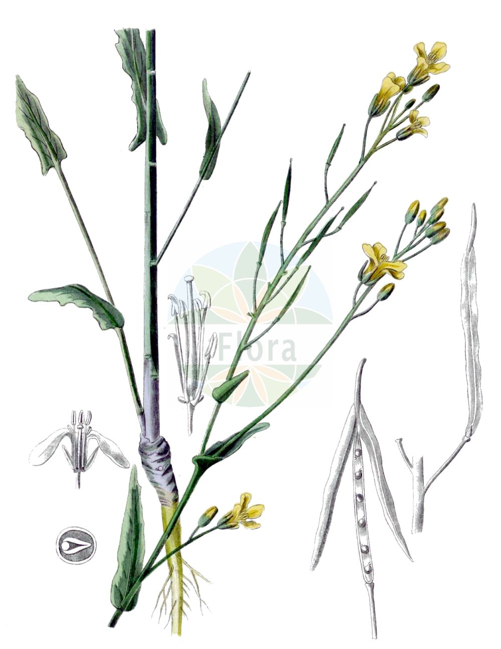 Historische Abbildung von Brassica napus (Raps - Rape). Das Bild zeigt Blatt, Bluete, Frucht und Same. ---- Historical Drawing of Brassica napus (Raps - Rape). The image is showing leaf, flower, fruit and seed.(Brassica napus,Raps,Rape,Brassica napus,Brassica oleifera,Brassica rapa subsp. napus,Raps,Kohlruebe,Lewat,Unterkohlrabi,Wruke,Rape,Rapeseed,Coleseed,Colza,Oilseed Rape,Swede,Brassica,Kohl,Brassicas,Brassicaceae,Kreuzblütler,Cabbage family,Blatt,Bluete,Frucht,Same,leaf,flower,fruit,seed,Kohl (1891-1895))