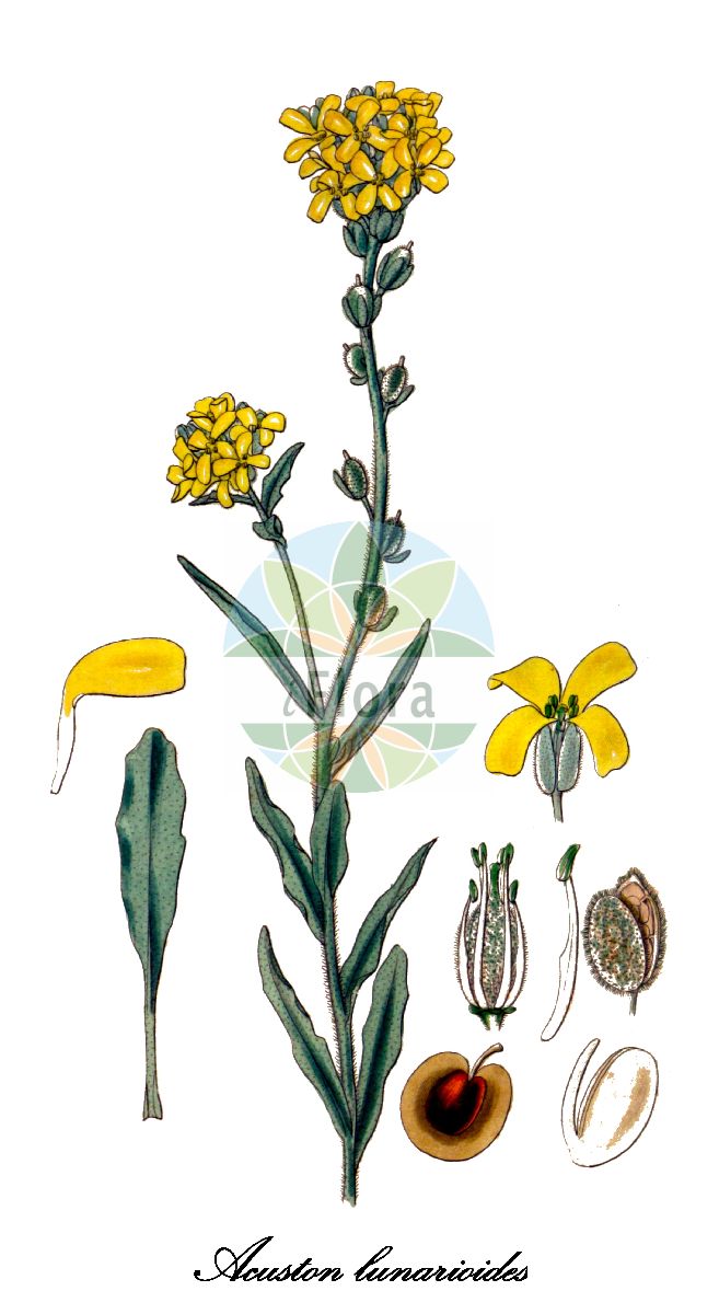 Historische Abbildung von Acuston lunarioides. Das Bild zeigt Blatt, Bluete, Frucht und Same. ---- Historical Drawing of Acuston lunarioides. The image is showing leaf, flower, fruit and seed.(Acuston lunarioides,Alyssum lunarioides,Fibigia lunarioides,Pevalekia lunarioides,Cistocarpium,Scleroptychis,Vesicaria,Acuston,Brassicaceae,Kreuzblütengewächse,Mustard Family,Blatt,Bluete,Frucht,Same,leaf,flower,fruit,seed,Curtis Botanical Magazine (1831))