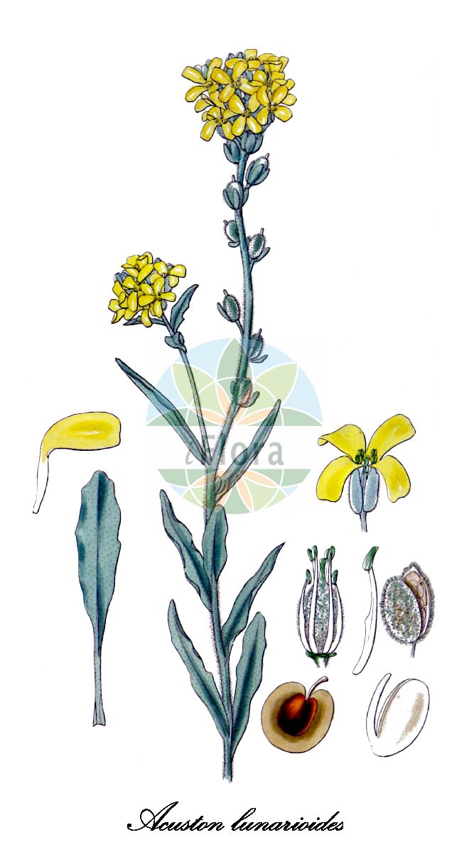 Historische Abbildung von Acuston lunarioides. Das Bild zeigt Blatt, Bluete, Frucht und Same. ---- Historical Drawing of Acuston lunarioides. The image is showing leaf, flower, fruit and seed.(Acuston lunarioides,Alyssum lunarioides,Fibigia lunarioides,Pevalekia lunarioides,Cistocarpium,Scleroptychis,Vesicaria,Acuston,Brassicaceae,Kreuzblütengewächse,Mustard Family,Blatt,Bluete,Frucht,Same,leaf,flower,fruit,seed)