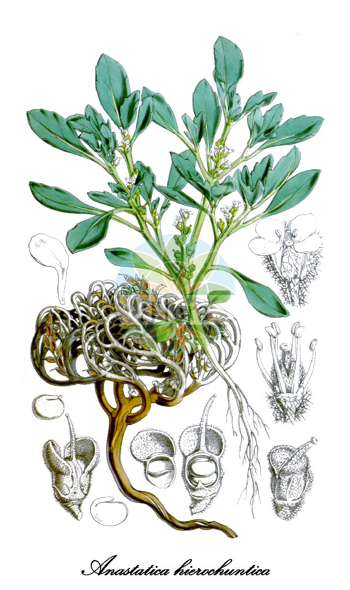 Historische Abbildung von Anastatica hierochuntica (Rose von Jericho). Das Bild zeigt Blatt, Bluete, Frucht und Same. ---- Historical Drawing of Anastatica hierochuntica (Rose von Jericho). The image is showing leaf, flower, fruit and seed.(Anastatica hierochuntica,Rose von Jericho,Anastatica,Rose von Jericho,Brassicaceae,Kreuzblütengewächse,Mustard Family,Blatt,Bluete,Frucht,Same,leaf,flower,fruit,seed,Curtis Botanical Magazine (1848))
