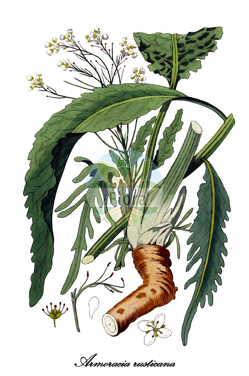 Historische Abbildung von Armoracia rusticana (Meerrettich - Horse-radish). Das Bild zeigt Blatt, Bluete, Frucht und Same. ---- Historical Drawing of Armoracia rusticana (Meerrettich - Horse-radish). The image is showing leaf, flower, fruit and seed.(Armoracia rusticana,Meerrettich,Horse-radish,Armoracia lapathifolia,Armoracia sativa,Cochlearia armoracia,Nasturtium armoracia,Rorippa armoracia,Rorippa rusticana,Kren,Armoracia,Meerrettich,Horseradish,Brassicaceae,Kreuzblütengewächse,Mustard Family,Blatt,Bluete,Frucht,Same,leaf,flower,fruit,seed,Kops (1800-1934))