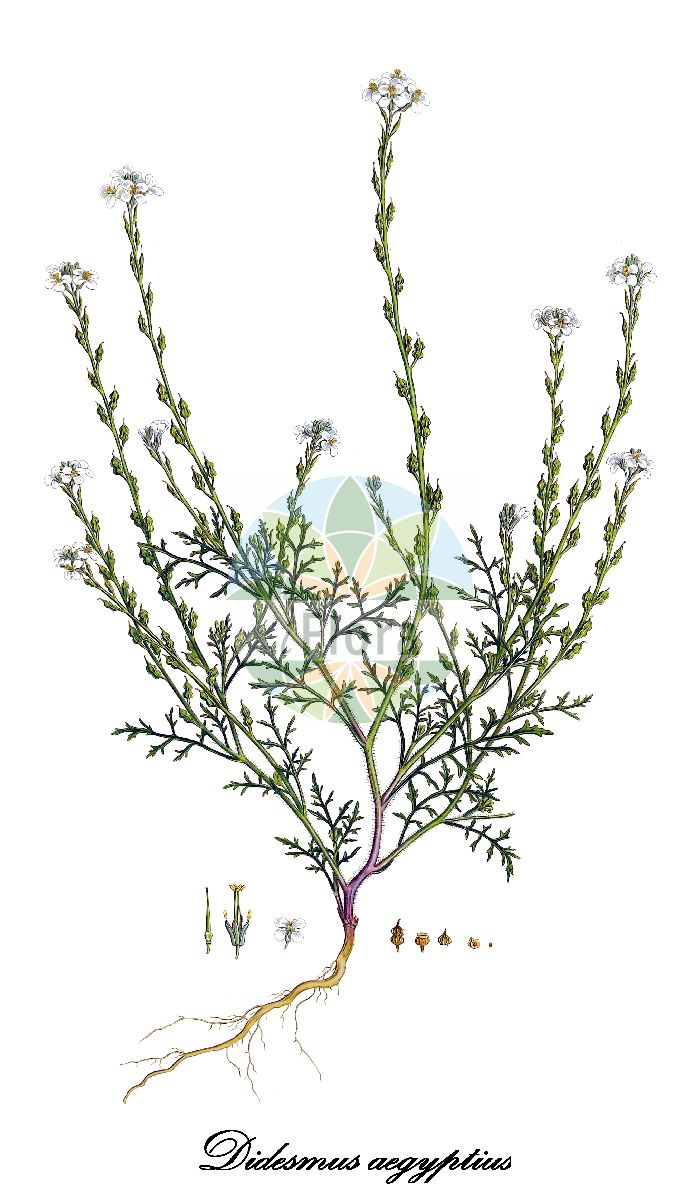 Historische Abbildung von Didesmus aegyptius. Das Bild zeigt Blatt, Bluete, Frucht und Same. ---- Historical Drawing of Didesmus aegyptius. The image is showing leaf, flower, fruit and seed.(Didesmus aegyptius,Bunias tenuifolia,Didesmus tenuifolius,Myagrum aegyptium,Rapistrum aegyptium,Didesmus,Brassicaceae,Kreuzblütengewächse,Mustard Family,Blatt,Bluete,Frucht,Same,leaf,flower,fruit,seed,Sibthorp & Smith (1806-1840))