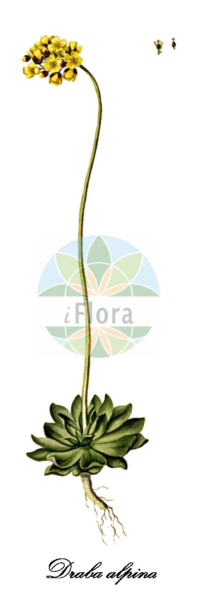 Historische Abbildung von Draba alpina (Alpen-Felsenblümchen). Das Bild zeigt Blatt, Bluete, Frucht und Same. ---- Historical Drawing of Draba alpina (Alpen-Felsenblümchen). The image is showing leaf, flower, fruit and seed.(Draba alpina,Alpen-Felsenblümchen,Draba,Felsenblümchen,Whitlowgrass,Brassicaceae,Kreuzblütengewächse,Mustard Family,Blatt,Bluete,Frucht,Same,leaf,flower,fruit,seed,Oeder (1761-1883))