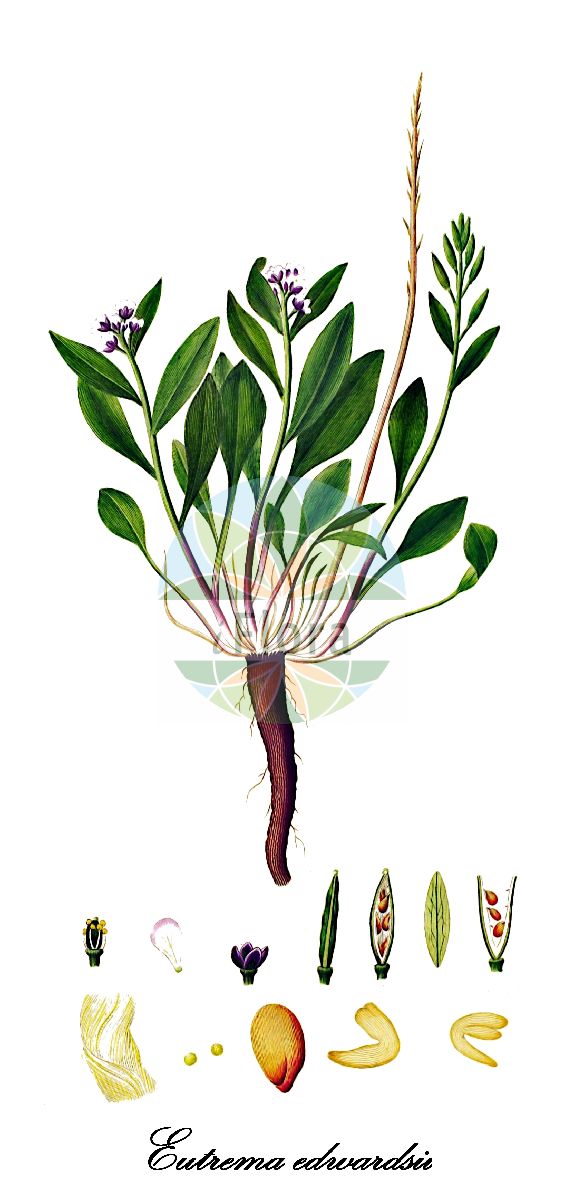 Historische Abbildung von Eutrema edwardsii. Das Bild zeigt Blatt, Bluete, Frucht und Same. ---- Historical Drawing of Eutrema edwardsii. The image is showing leaf, flower, fruit and seed.(Eutrema edwardsii,Eutrema,Brassicaceae,Kreuzblütengewächse,Mustard Family,Blatt,Bluete,Frucht,Same,leaf,flower,fruit,seed,Oeder (1761-1883))
