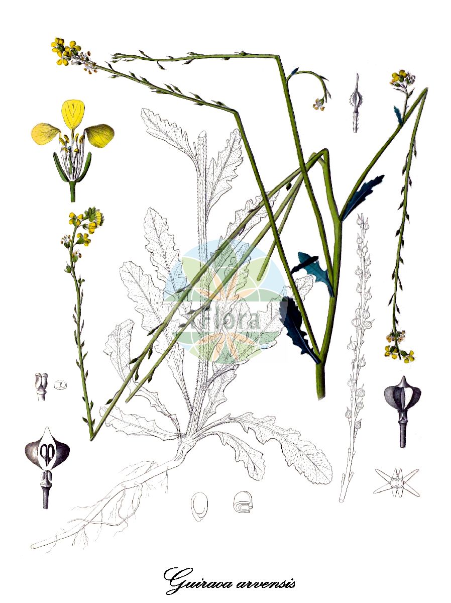 Historische Abbildung von Guiraoa arvensis. Das Bild zeigt Blatt, Bluete, Frucht und Same. ---- Historical Drawing of Guiraoa arvensis. The image is showing leaf, flower, fruit and seed.(Guiraoa arvensis,Guiraoa,Brassicaceae,Kreuzblütengewächse,Mustard Family,Blatt,Bluete,Frucht,Same,leaf,flower,fruit,seed,Willkomm (1881-1885))