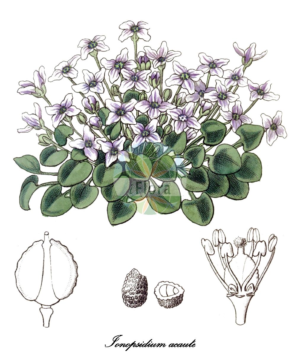 Historische Abbildung von Ionopsidium acaule (Stängelloses Scheinveilchen). Das Bild zeigt Blatt, Bluete, Frucht und Same. ---- Historical Drawing of Ionopsidium acaule (Stängelloses Scheinveilchen). The image is showing leaf, flower, fruit and seed.(Ionopsidium acaule,Stängelloses Scheinveilchen,Cochlearia acaulis,Ionopsidium,Hellerkraut,Brassicaceae,Kreuzblütengewächse,Mustard Family,Blatt,Bluete,Frucht,Same,leaf,flower,fruit,seed,Edwards Botanical Register (1829f))