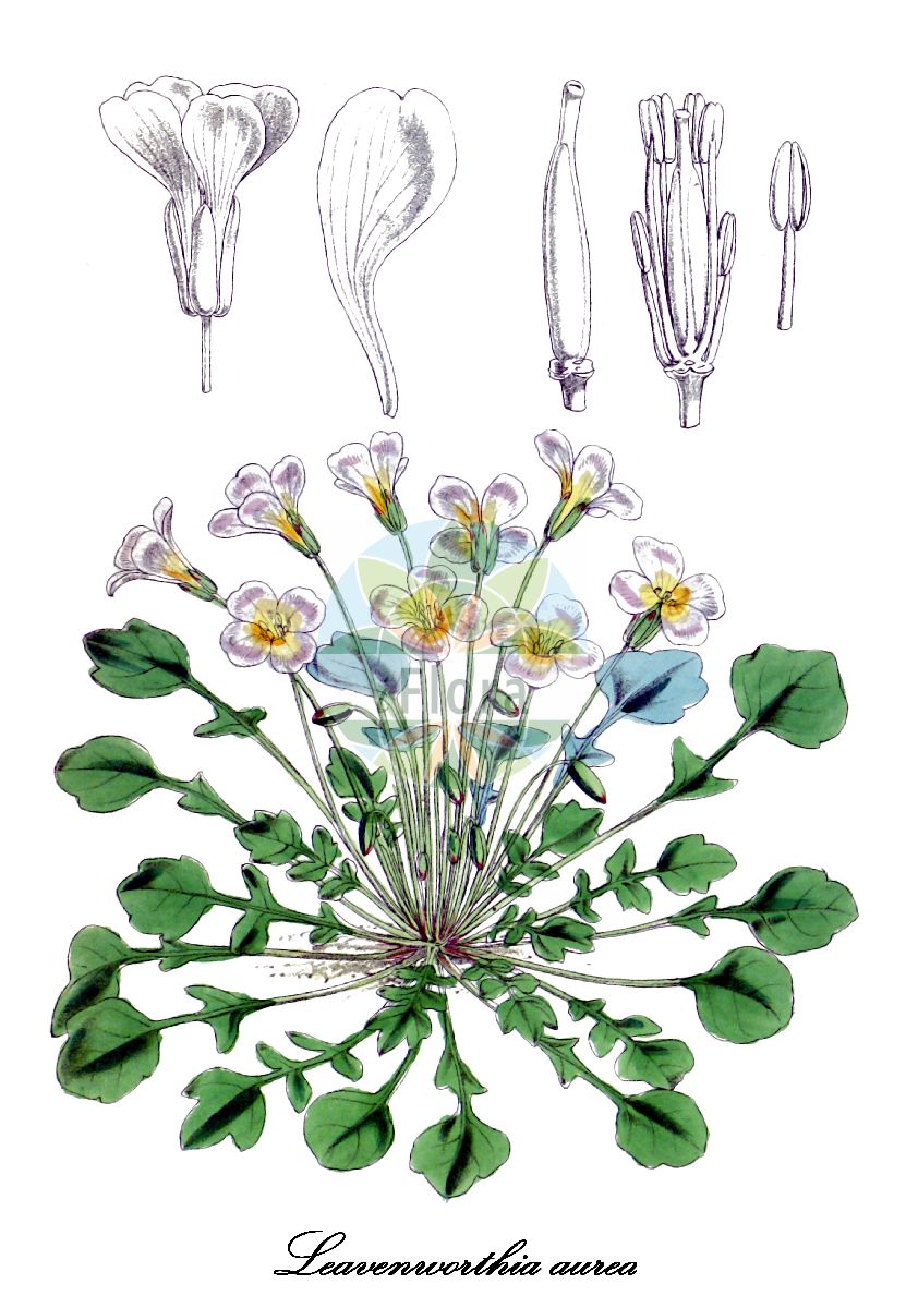 Historische Abbildung von Leavenworthia aurea. Das Bild zeigt Blatt, Bluete, Frucht und Same. ---- Historical Drawing of Leavenworthia aurea. The image is showing leaf, flower, fruit and seed.(Leavenworthia aurea,Leavenworthia,Brassicaceae,Kreuzblütengewächse,Mustard Family,Blatt,Bluete,Frucht,Same,leaf,flower,fruit,seed,Curtis Botanical Magazine (1868))