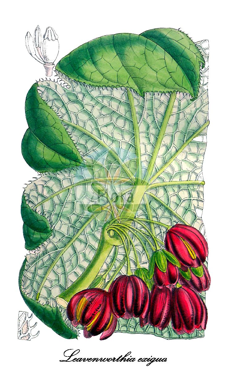 Historische Abbildung von Leavenworthia exigua. Das Bild zeigt Blatt, Bluete, Frucht und Same. ---- Historical Drawing of Leavenworthia exigua. The image is showing leaf, flower, fruit and seed.(Leavenworthia exigua,Leavenworthia,Brassicaceae,Kreuzblütengewächse,Mustard Family,Blatt,Bluete,Frucht,Same,leaf,flower,fruit,seed,Curtis Botanical Magazine (1907))