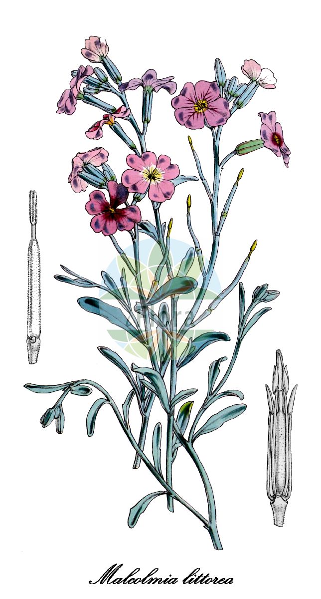 Historische Abbildung von Malcolmia littorea. Das Bild zeigt Blatt, Bluete, Frucht und Same. ---- Historical Drawing of Malcolmia littorea. The image is showing leaf, flower, fruit and seed.(Malcolmia littorea,Cheiranthus littoreus,Malcolmia alyssoides,Malcolmia multicaulis,Wilckia littorea,Malcolmia,Malcolmie,Brassicaceae,Kreuzblütengewächse,Mustard Family,Blatt,Bluete,Frucht,Same,leaf,flower,fruit,seed,Fitch et al. (1880))
