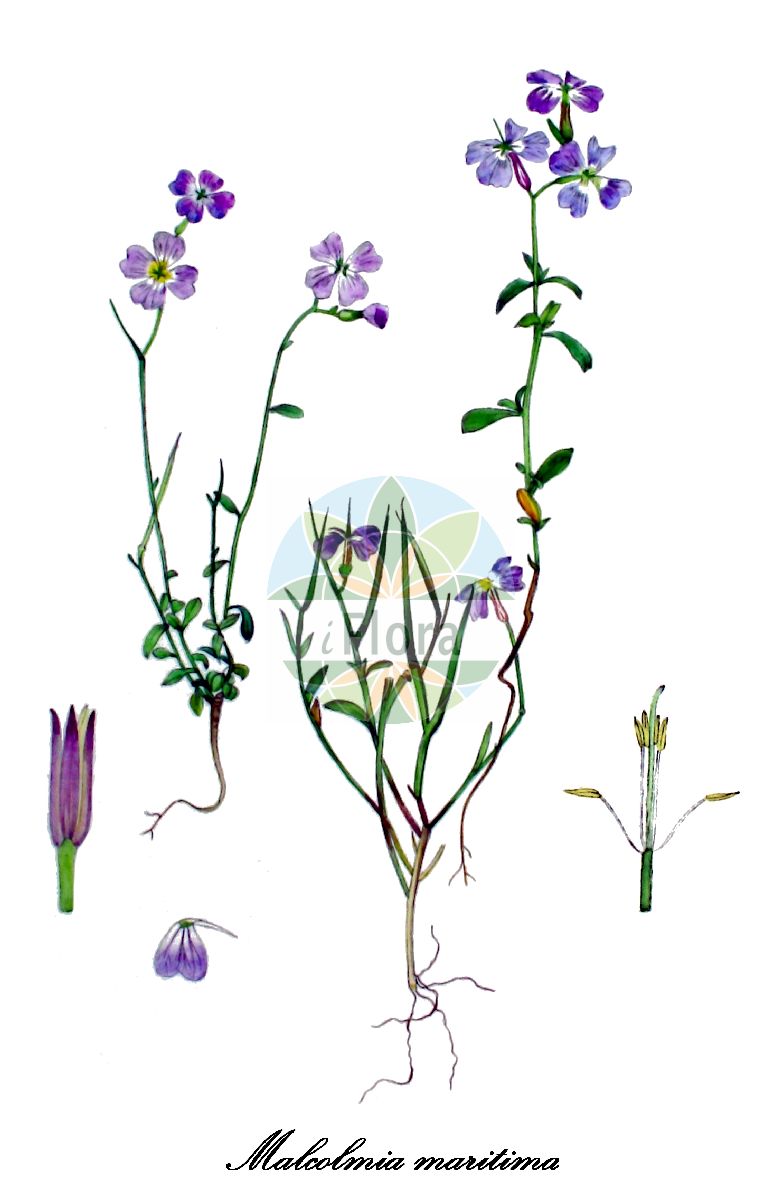 Historische Abbildung von Malcolmia maritima (Strand-Levkoje - Virginia Stock). Das Bild zeigt Blatt, Bluete, Frucht und Same. ---- Historical Drawing of Malcolmia maritima (Strand-Levkoje - Virginia Stock). The image is showing leaf, flower, fruit and seed.(Malcolmia maritima,Strand-Levkoje,Virginia Stock,Cheiranthus maritimus,Wilckia maritima,Meeresstrand-Malcolmie,Malcolmia,Malcolmie,Brassicaceae,Kreuzblütengewächse,Mustard Family,Blatt,Bluete,Frucht,Same,leaf,flower,fruit,seed,Kops (1800-1934))