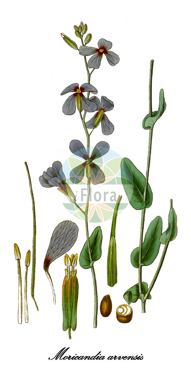Historische Abbildung von Moricandia arvensis (Feld-Moricandie). Das Bild zeigt Blatt, Bluete, Frucht und Same. ---- Historical Drawing of Moricandia arvensis (Feld-Moricandie). The image is showing leaf, flower, fruit and seed.(Moricandia arvensis,Feld-Moricandie,Moricandia longirostris,Moricandia,Moricandie,Brassicaceae,Kreuzblütengewächse,Mustard Family,Blatt,Bluete,Frucht,Same,leaf,flower,fruit,seed)