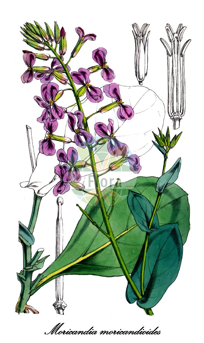 Historische Abbildung von Moricandia moricandioides. Das Bild zeigt Blatt, Bluete, Frucht und Same. ---- Historical Drawing of Moricandia moricandioides. The image is showing leaf, flower, fruit and seed.(Moricandia moricandioides,Brassica moricandioides,Moricandia ramburei,Moricandia ramburii,Moricandia,Moricandie,Brassicaceae,Kreuzblütengewächse,Mustard Family,Blatt,Bluete,Frucht,Same,leaf,flower,fruit,seed,Curtis Botanical Magazine (1856))