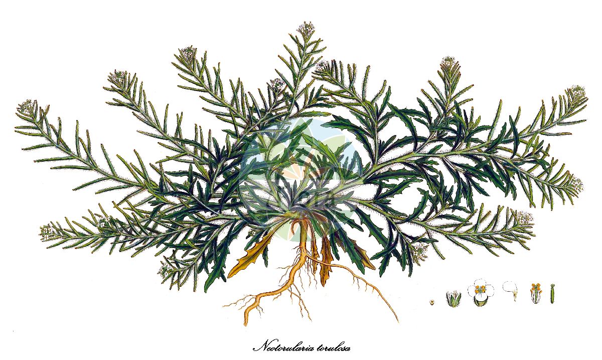 Historische Abbildung von Neotorularia torulosa (Perlschnur-Levkoje). Das Bild zeigt Blatt, Bluete, Frucht und Same. ---- Historical Drawing of Neotorularia torulosa (Perlschnur-Levkoje). The image is showing leaf, flower, fruit and seed.(Neotorularia torulosa,Perlschnur-Levkoje,Malcolmia torulosa,Sisymbrium scorpiuroides,Sisymbrium scorpiurus,Sisymbrium torulosum,Torularia nodosa,Torularia torulosa,Neotorularia,Levkoje,Brassicaceae,Kreuzblütengewächse,Mustard Family,Blatt,Bluete,Frucht,Same,leaf,flower,fruit,seed,Sibthorp & Smith (1806-1840))