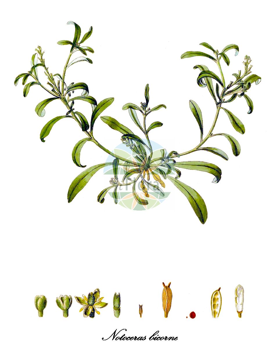 Historische Abbildung von Notoceras bicorne. Das Bild zeigt Blatt, Bluete, Frucht und Same. ---- Historical Drawing of Notoceras bicorne. The image is showing leaf, flower, fruit and seed.(Notoceras bicorne,Erysimum bicorne,Notoceras canariense,Notoceras hispanicum,Notoceras,Brassicaceae,Kreuzblütengewächse,Mustard Family,Blatt,Bluete,Frucht,Same,leaf,flower,fruit,seed,von Jacquin (1811-1844))