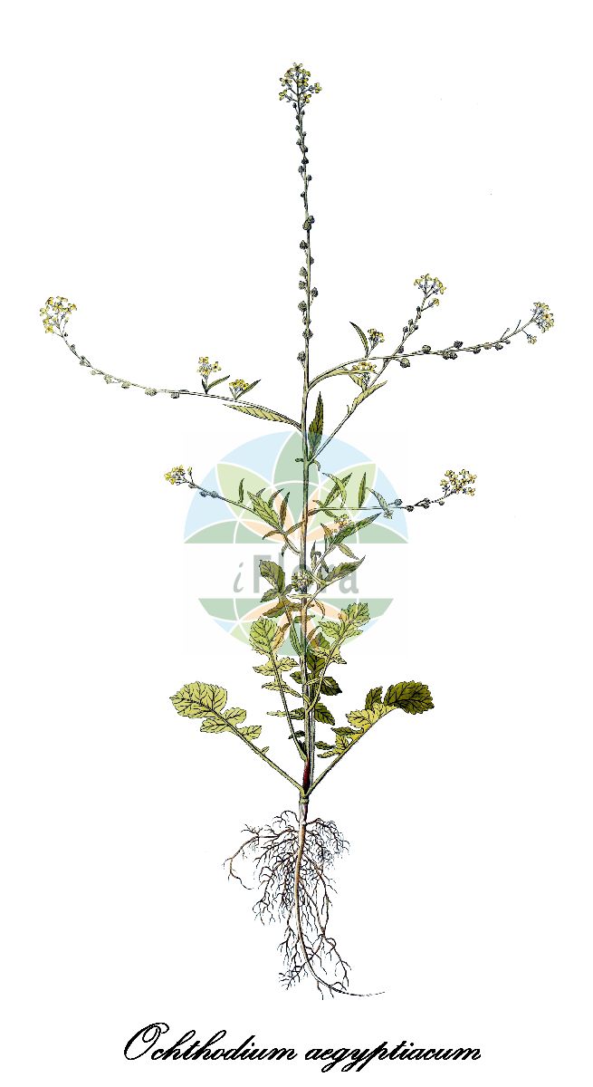 Historische Abbildung von Ochthodium aegyptiacum. Das Bild zeigt Blatt, Bluete, Frucht und Same. ---- Historical Drawing of Ochthodium aegyptiacum. The image is showing leaf, flower, fruit and seed.(Ochthodium aegyptiacum,Bunias aegyptiaca,Ochthodium,Brassicaceae,Kreuzblütengewächse,Mustard Family,Blatt,Bluete,Frucht,Same,leaf,flower,fruit,seed,von Jacquin (1770-1776))
