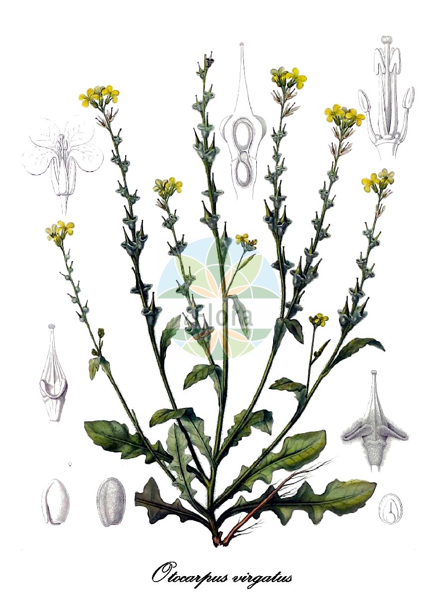Historische Abbildung von Otocarpus virgatus. Das Bild zeigt Blatt, Bluete, Frucht und Same. ---- Historical Drawing of Otocarpus virgatus. The image is showing leaf, flower, fruit and seed.(Otocarpus virgatus,Otocarpus,Brassicaceae,Kreuzblütengewächse,Mustard Family,Blatt,Bluete,Frucht,Same,leaf,flower,fruit,seed,Durieu de Maisonneuve & Bory de Saint-Vincent (1849))