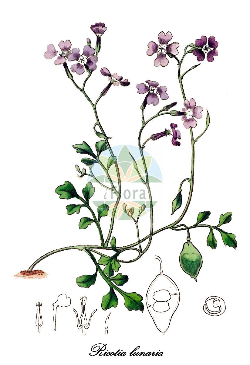 Historische Abbildung von Ricotia lunaria. Das Bild zeigt Blatt, Bluete, Frucht und Same. ---- Historical Drawing of Ricotia lunaria. The image is showing leaf, flower, fruit and seed.(Ricotia lunaria,Cardamine lunaria,Ricotia,Brassicaceae,Kreuzblütengewächse,Mustard Family,Blatt,Bluete,Frucht,Same,leaf,flower,fruit,seed,Botanical Register (1815-1828))
