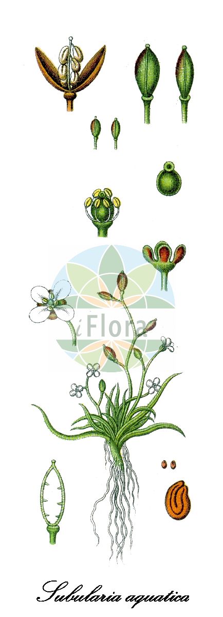 Historische Abbildung von Subularia aquatica (Pfriemenkresse - Awlwort). Das Bild zeigt Blatt, Bluete, Frucht und Same. ---- Historical Drawing of Subularia aquatica (Pfriemenkresse - Awlwort). The image is showing leaf, flower, fruit and seed.(Subularia aquatica,Pfriemenkresse,Awlwort,Wasser-Pfriemenkresse,Water Awlwort,Subularia,Pfriemenkresse,Awlwort,Brassicaceae,Kreuzblütengewächse,Mustard Family,Blatt,Bluete,Frucht,Same,leaf,flower,fruit,seed,Sturm (1796ff))