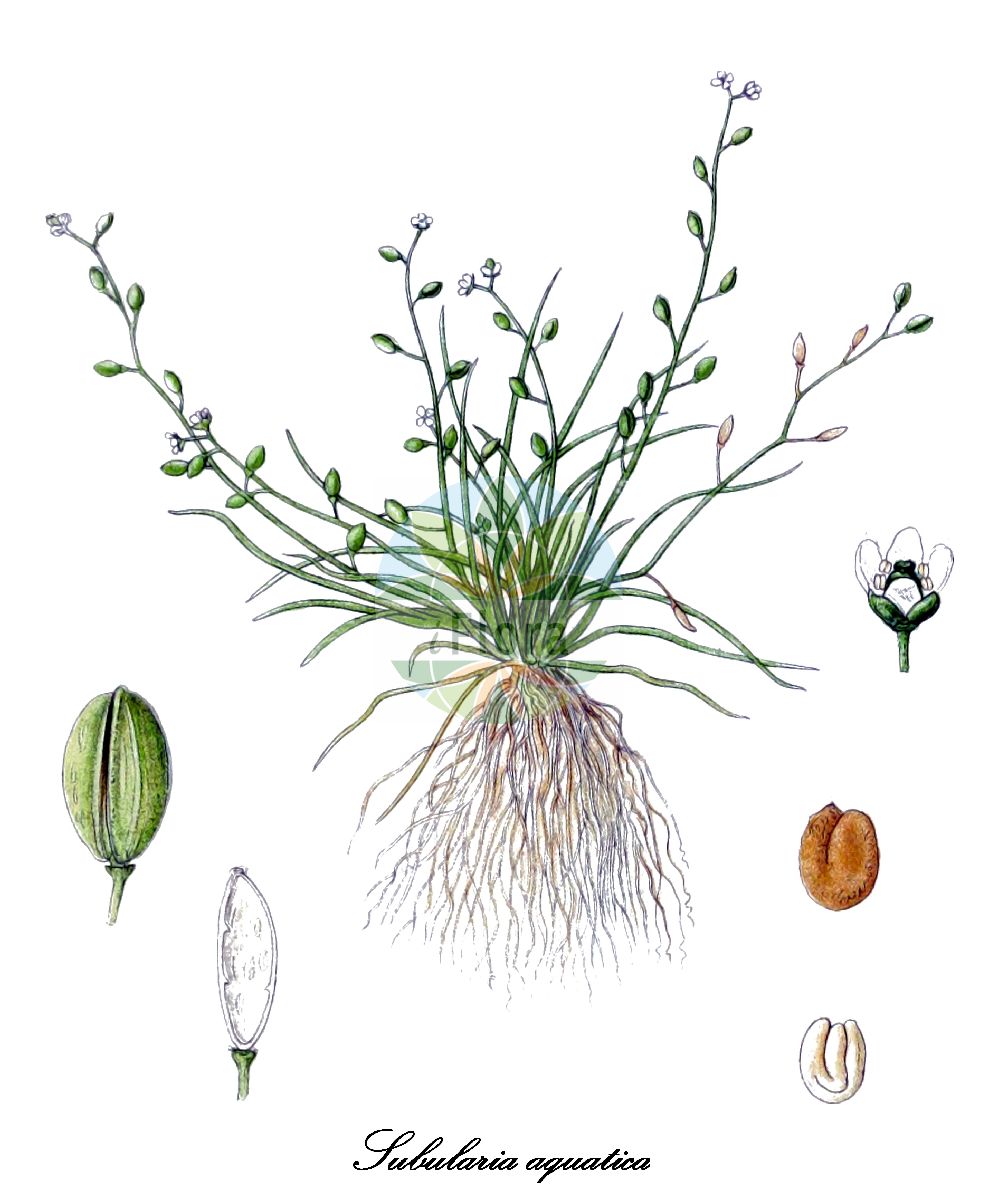 Historische Abbildung von Subularia aquatica (Pfriemenkresse - Awlwort). Das Bild zeigt Blatt, Bluete, Frucht und Same. ---- Historical Drawing of Subularia aquatica (Pfriemenkresse - Awlwort). The image is showing leaf, flower, fruit and seed.(Subularia aquatica,Pfriemenkresse,Awlwort,Wasser-Pfriemenkresse,Water Awlwort,Subularia,Pfriemenkresse,Awlwort,Brassicaceae,Kreuzblütengewächse,Mustard Family,Blatt,Bluete,Frucht,Same,leaf,flower,fruit,seed,Lindman (1901-1905))