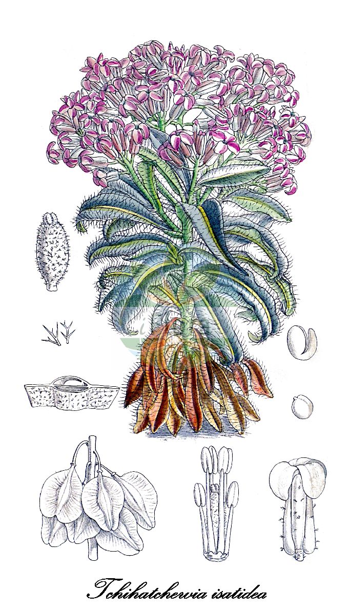 Historische Abbildung von Tchihatchewia isatidea. Das Bild zeigt Blatt, Bluete, Frucht und Same. ---- Historical Drawing of Tchihatchewia isatidea. The image is showing leaf, flower, fruit and seed.(Tchihatchewia isatidea,Neotchihatchewia isatidea,Tchihatchewia,Brassicaceae,Kreuzblütengewächse,Mustard Family,Blatt,Bluete,Frucht,Same,leaf,flower,fruit,seed,Curtis Botanical Magazine (1898))