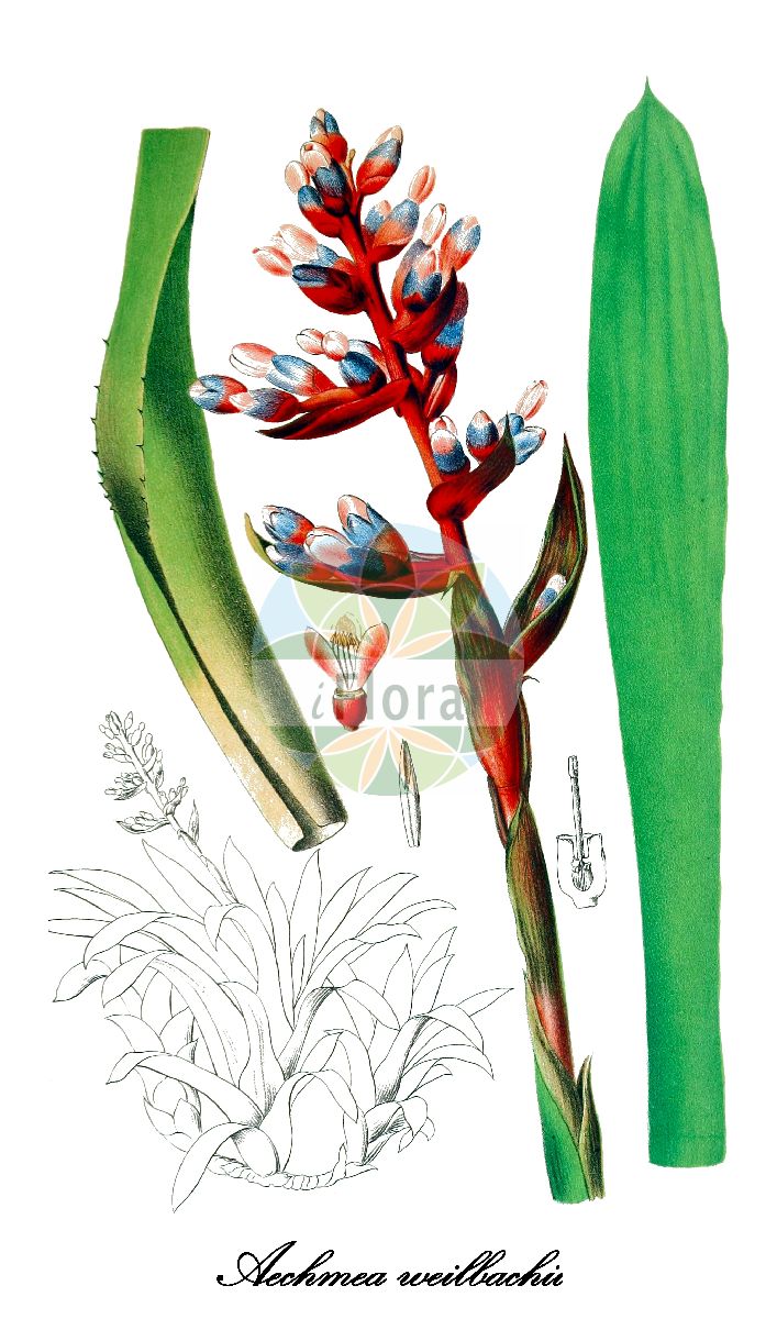 Aechmea weilbachii - Bromeliaceae,Plantae,Pteridobiotina,Angiosperms,Poales,Bromeliaceae,Aechmea,Aechmea weilbachii,Aechmea subinermis, Aechmea weilbachea, Aechmea weilbachii f. leodiensis, Aechmea weilbachii f. pendula, Aechmea weilbachii f. viridisepala, Aechmea weilbachii var. albipetala, Aechmea weilbachii var. leodiensis, Aechmea weilbachii var. pendula, Aechmea weilbachii var. weilbachii, Lamprococcus laurentianus, Lamprococcus weilbachii, Quesnelia glaziovii