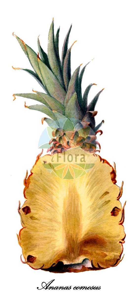 Ananas comosus - Bromeliaceae,Plantae,Pteridobiotina,Angiosperms,Poales,Bromeliaceae,Ananas,Ananas comosus,Ananas acostae, Ananas bracteatus, Ananas coccineus, Ananas sativa, Ananas sativus var. variegatus, Ananassa sativa, Bromelia comosa, Bromelia rubra,Ananas;Rote Ananas