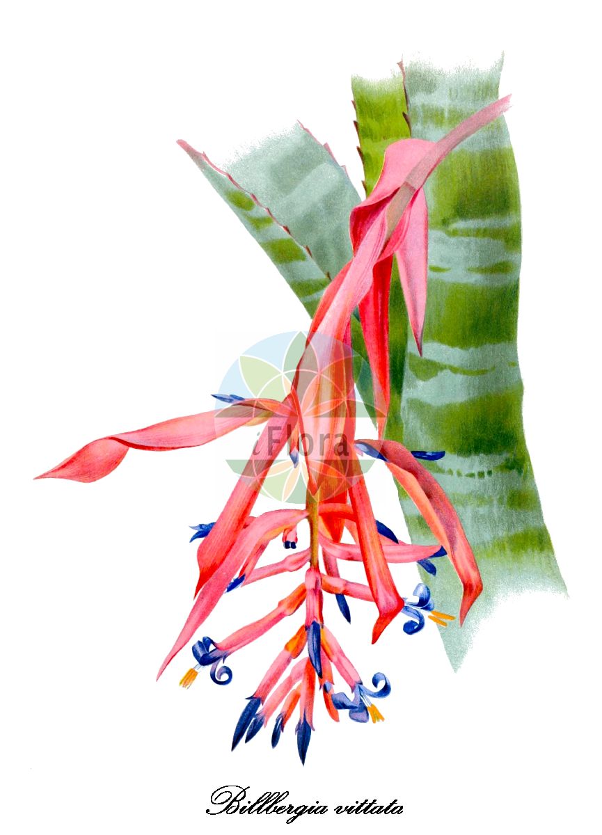 Billbergia vittata - Bromeliaceae,Plantae,Pteridobiotina,Angiosperms,Poales,Bromeliaceae,Billbergia,Billbergia vittata,Billbergia amabilis, Billbergia excellens, Billbergia leopoldii, Billbergia moreliana, Billbergia rohaniana, Billbergia vittata var. amabilis, Billbergia vittata var. rohanii, Billbergia zonata, Bromelia rohaniana, Tillandsia moreliana, Tillandsia morelliana
