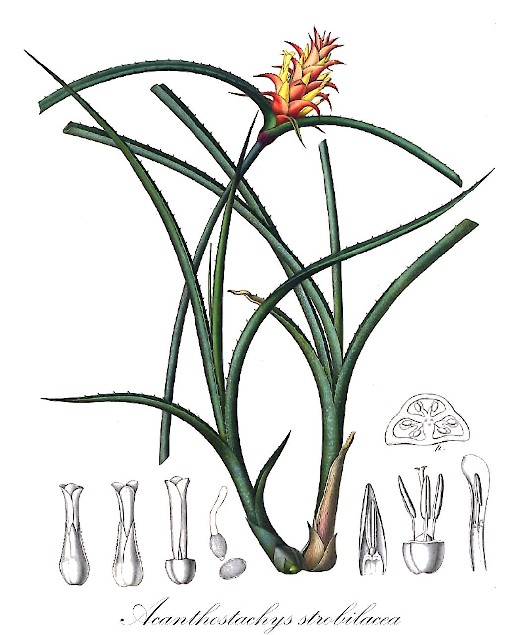 Acanthostachys strobilacea - Bromeliaceae,Plantae,Pteridobiotina,Angiosperms,Poales,Bromeliaceae,Acanthostachys,Acanthostachys strobilacea,Acanthostachys exilis, Hohenbergia strobilacea