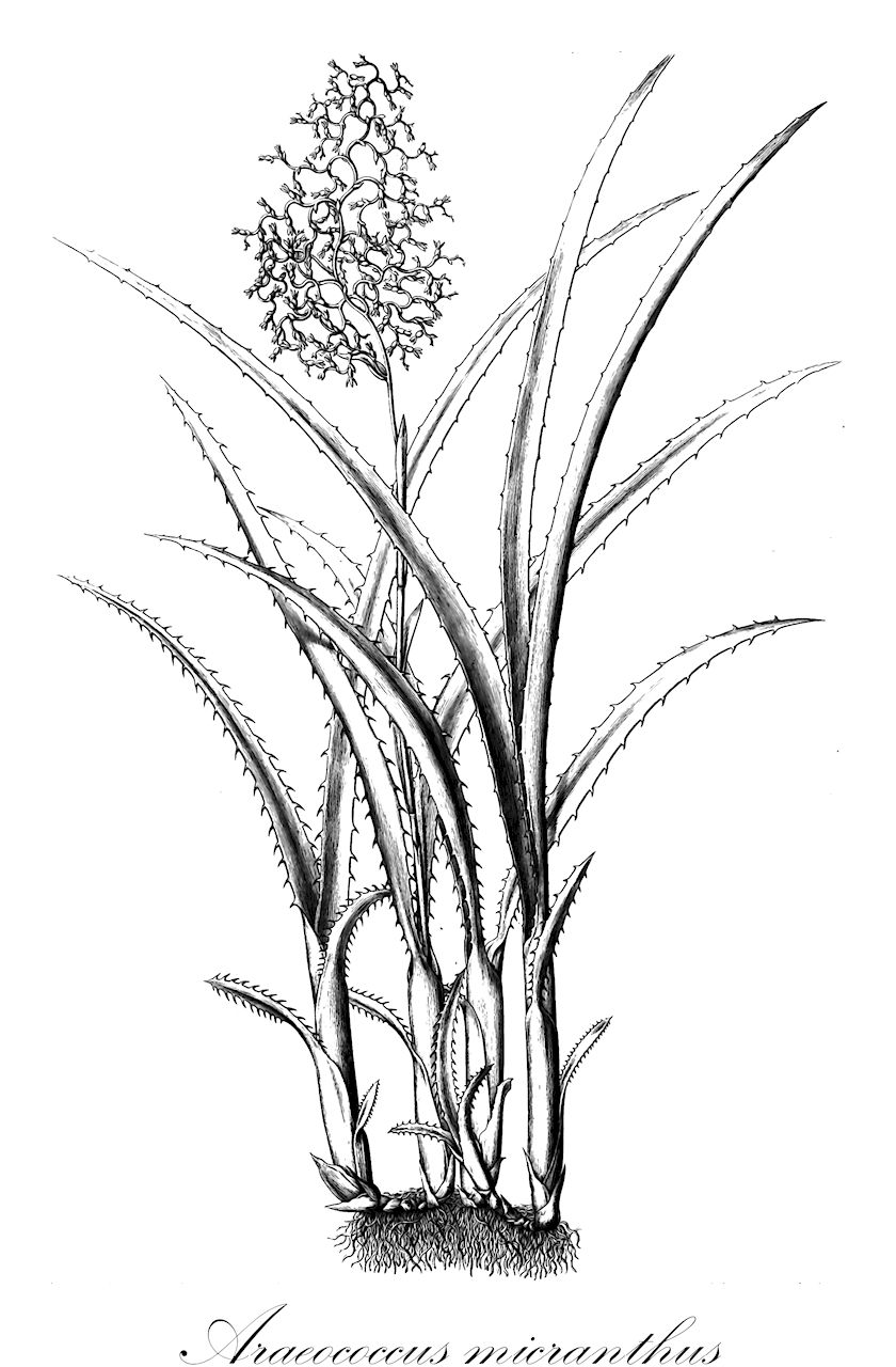 Araeococcus micranthus - Bromeliaceae,Plantae,Pteridobiotina,Angiosperms,Poales,Bromeliaceae,Araeococcus,Araeococcus micranthus,Aechmea micrantha